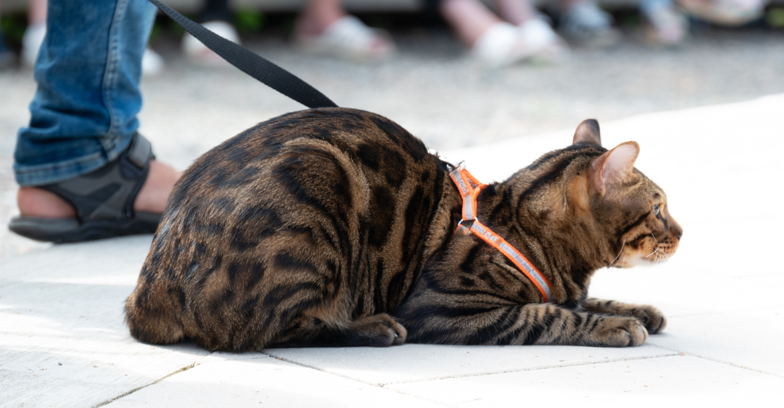 Pets Fest. Юлия Чайко, фотограф в Минске