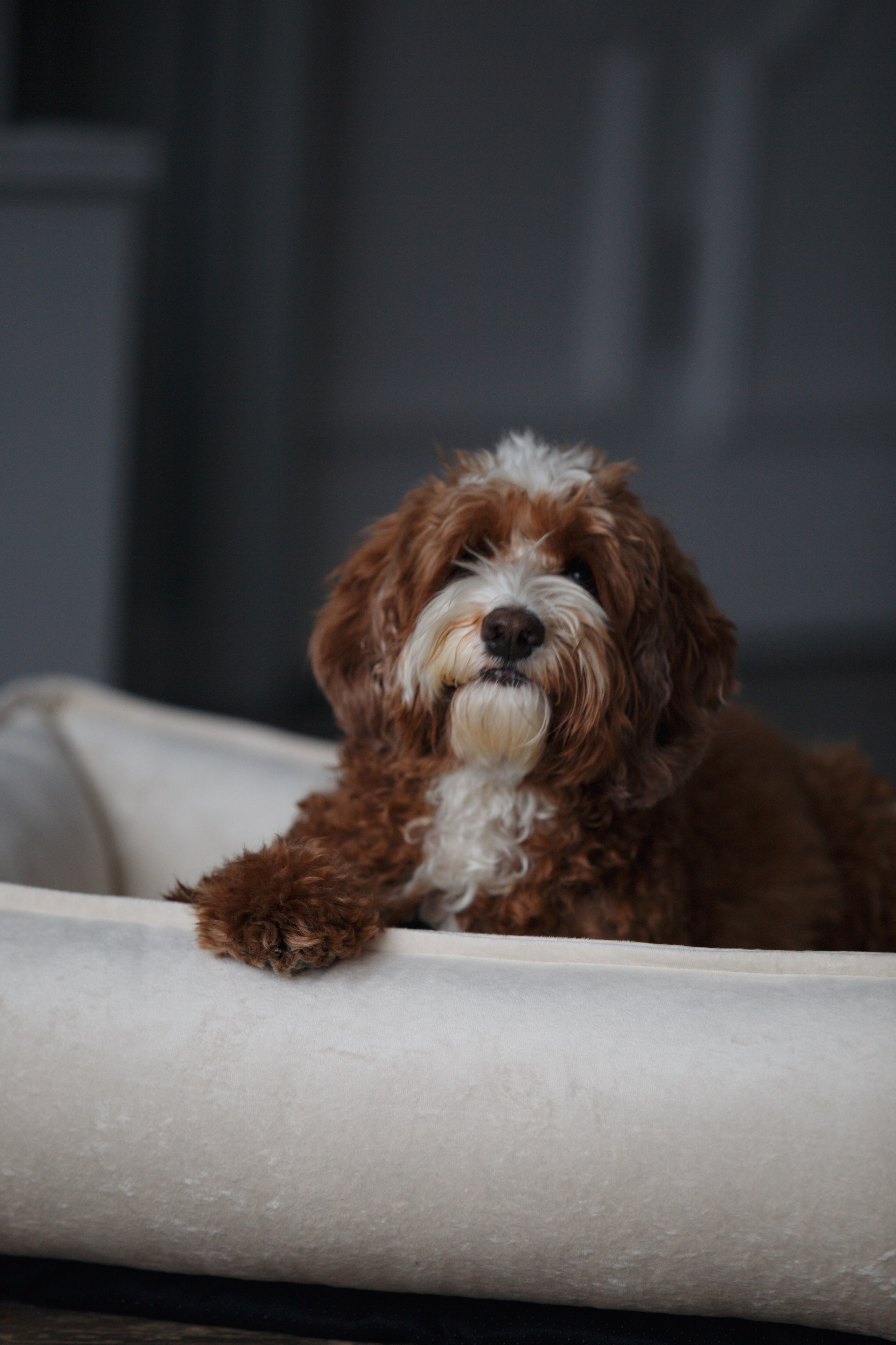 Bmbh лежанки и адресники. Фотограф анималист Кристина Карпова, Москва