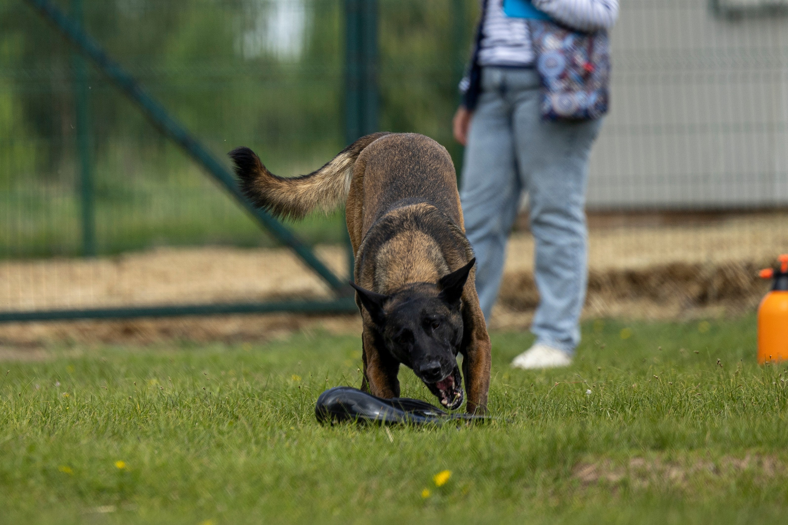 Испытания по мондьорингу в Нижнем Новгороде. Фотограф-анималист Анна Маринич