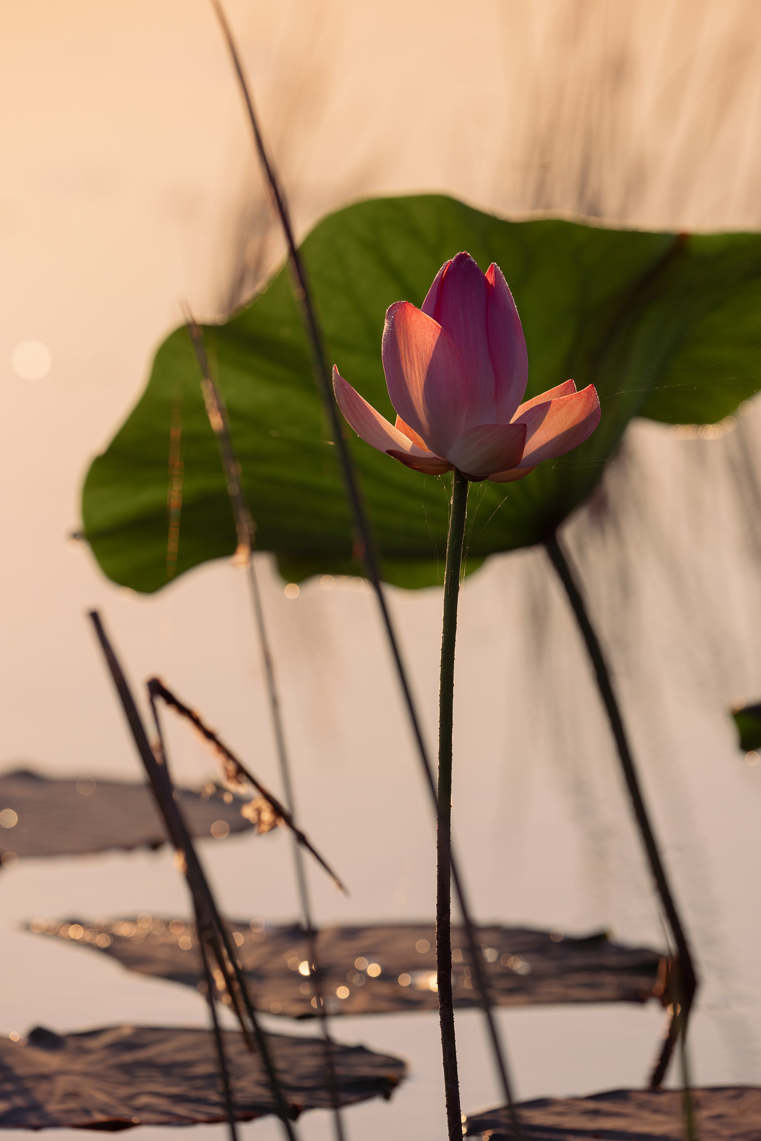 Астраханская область 2025 | Фотограф Дмитрий Купрацевич. Дмитрий Купрацевич профессиональный пейзажный и travel-фотограф