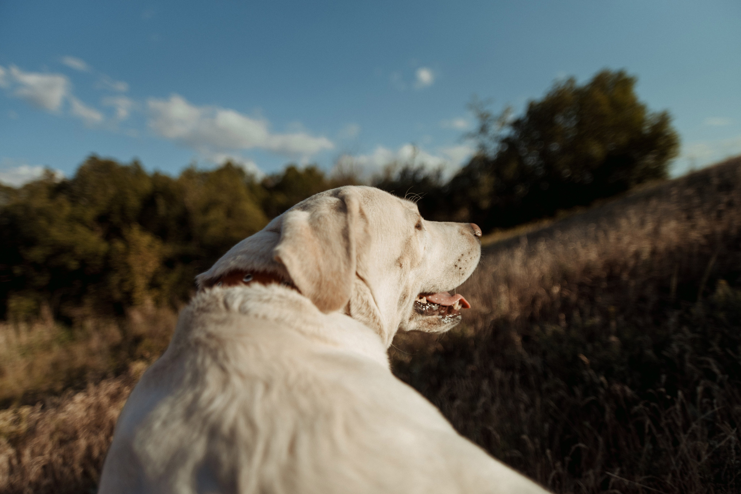 Трое в поле, не считая собаки. Семейный документальный фотограф в Волгограде Мариэта Додина