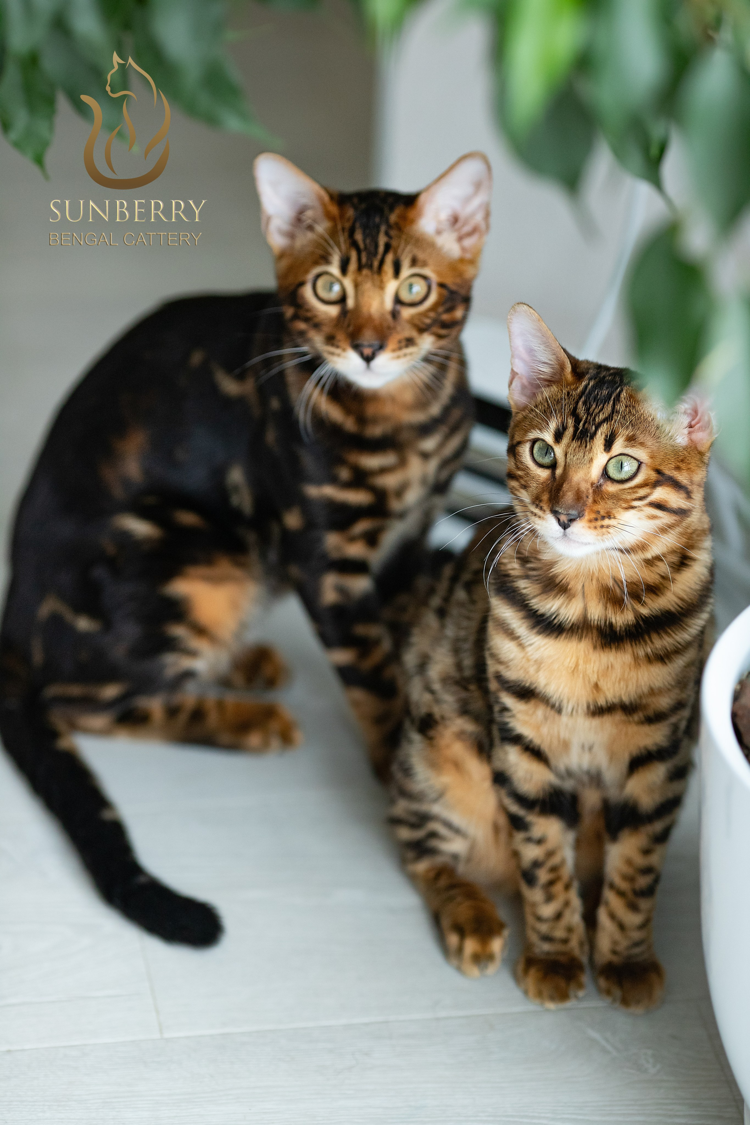 Питомник Бенгальских кошек Минск