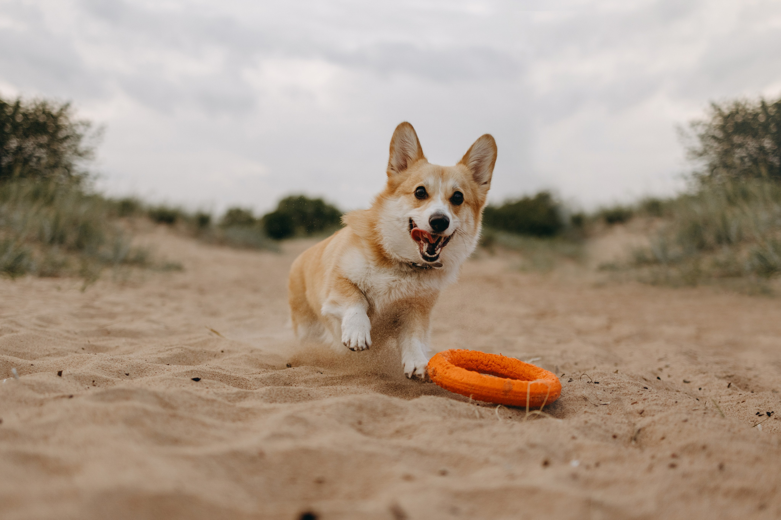 Лотти и ее семья. Фотограф — Анималист | Санкт-Петербург