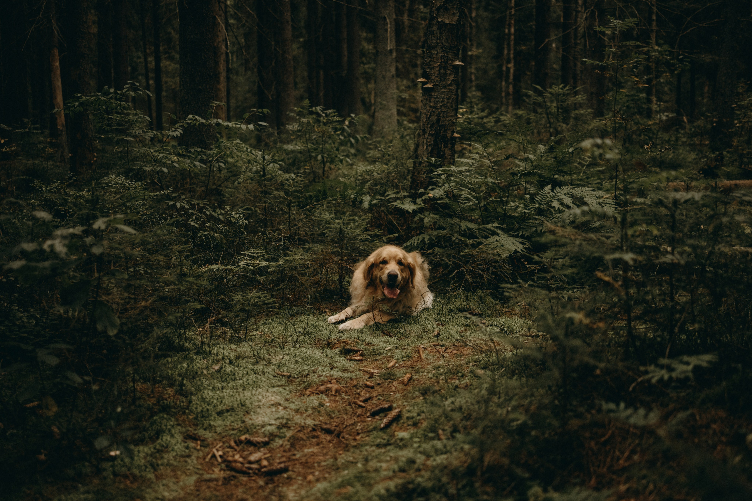 Фоси и его семьи. Фотограф — Анималист | Санкт-Петербург