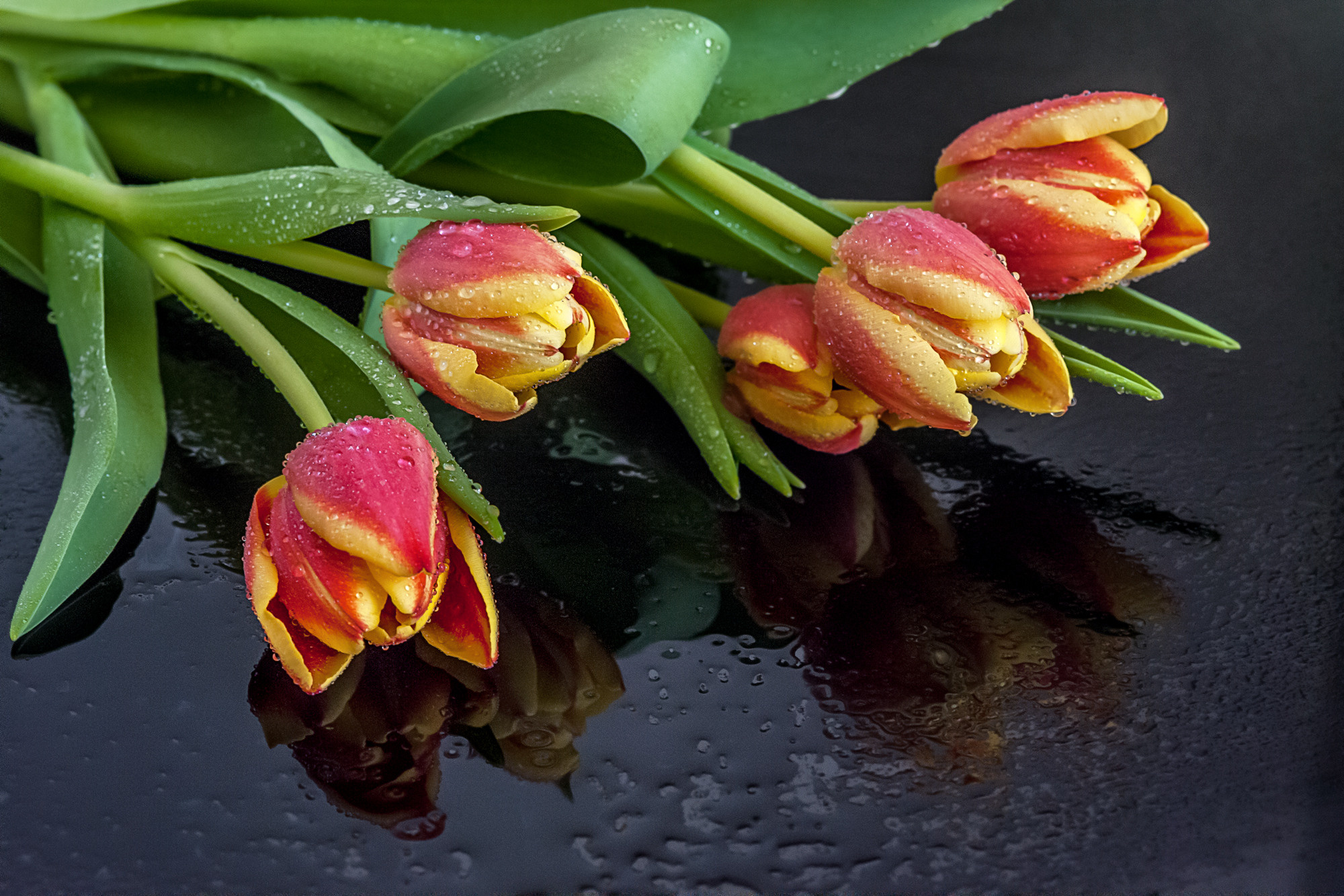 Flowers. Мария Абаза, фотограф. Реховот, Израиль