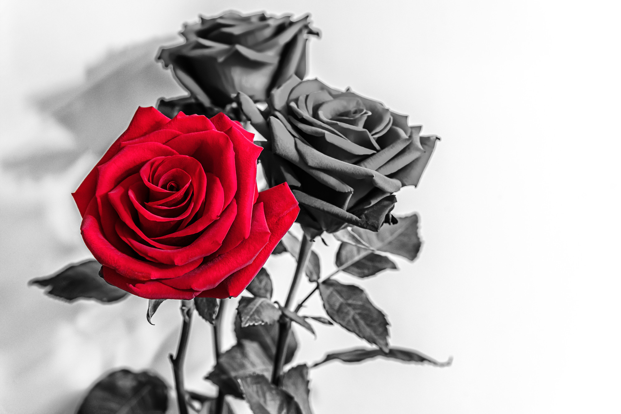 Flowers. Мария Абаза, фотограф. Реховот, Израиль