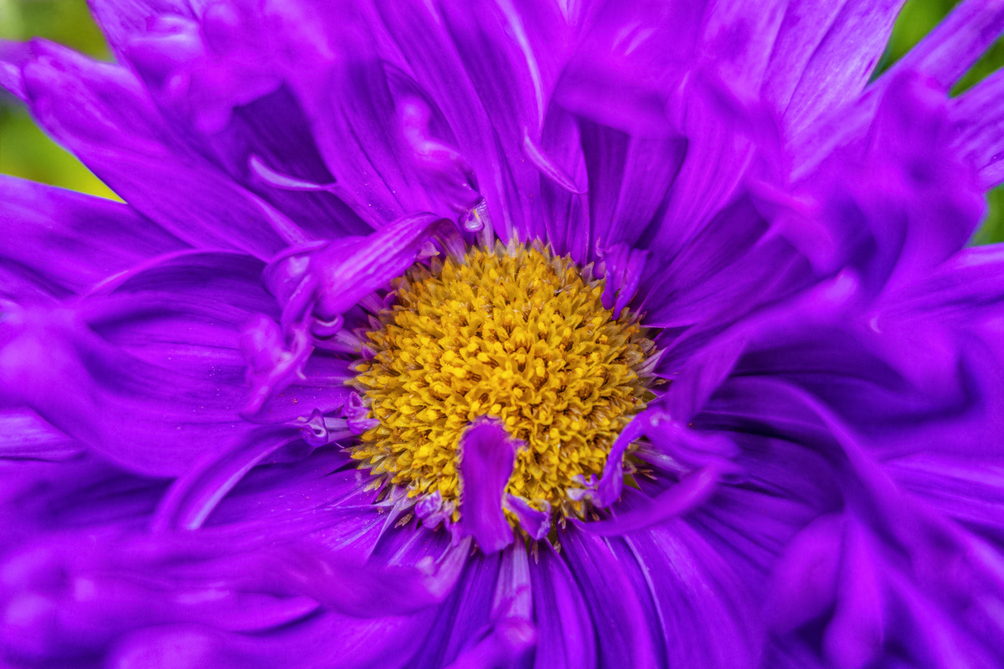 Flowers. Мария Абаза, фотограф. Реховот, Израиль