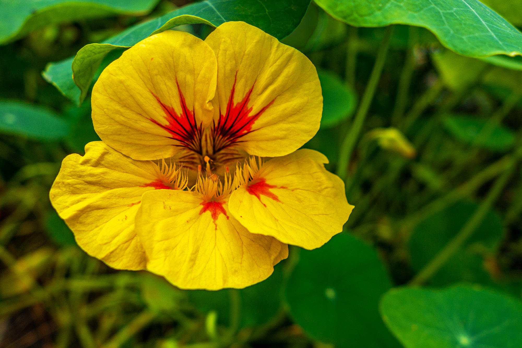 Flowers. Мария Абаза, фотограф. Реховот, Израиль