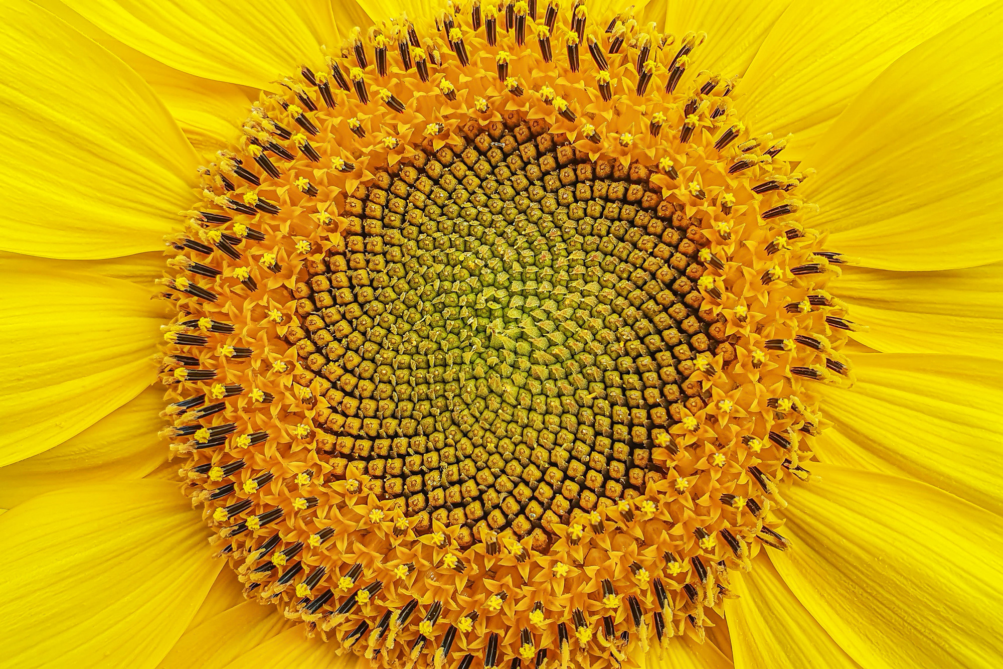 Flowers. Мария Абаза, фотограф. Реховот, Израиль