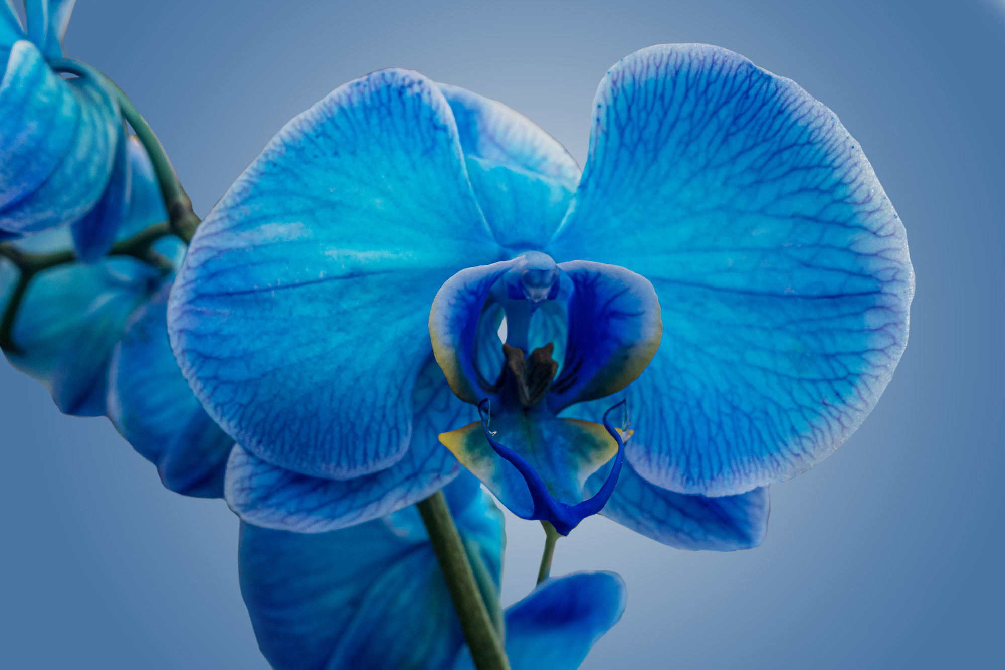 Flowers. Мария Абаза, фотограф. Реховот, Израиль