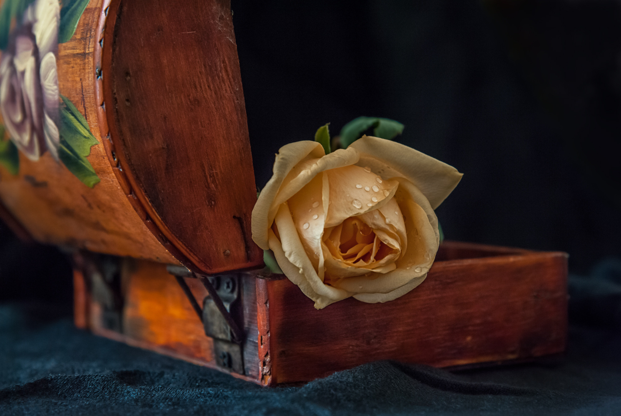 Flowers. Мария Абаза, фотограф. Реховот, Израиль