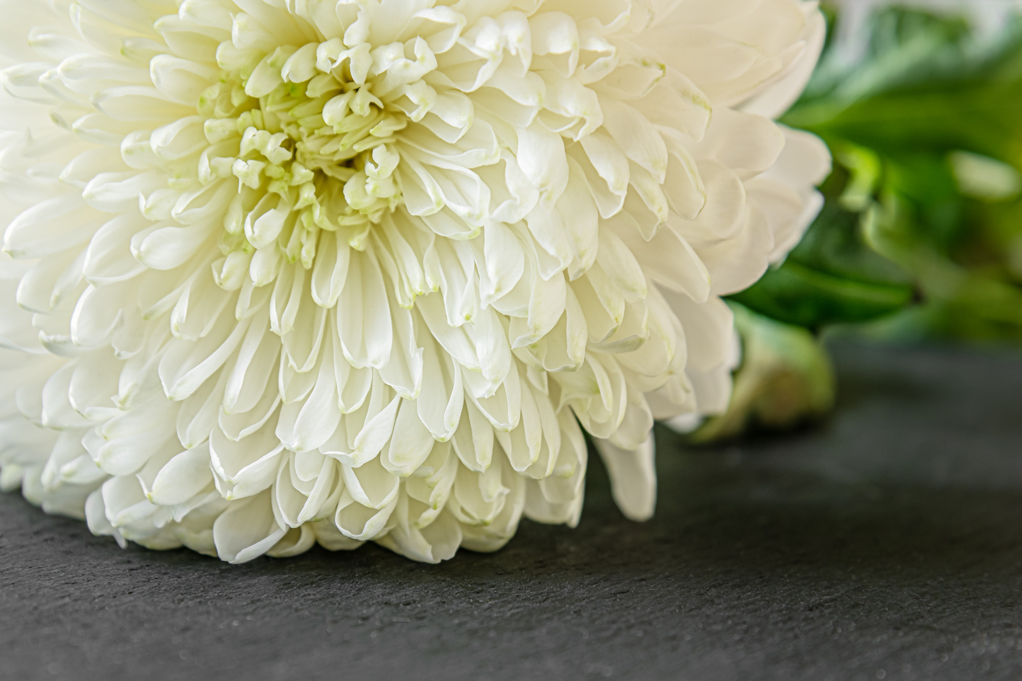 Flowers. Мария Абаза, фотограф. Реховот, Израиль