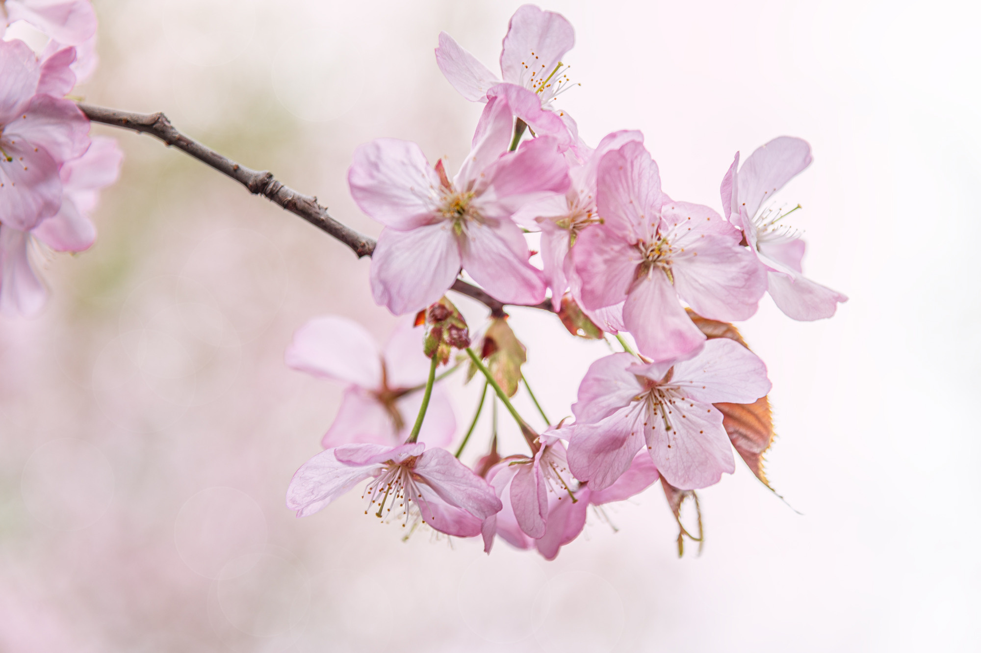 Flowers. Мария Абаза, фотограф. Реховот, Израиль