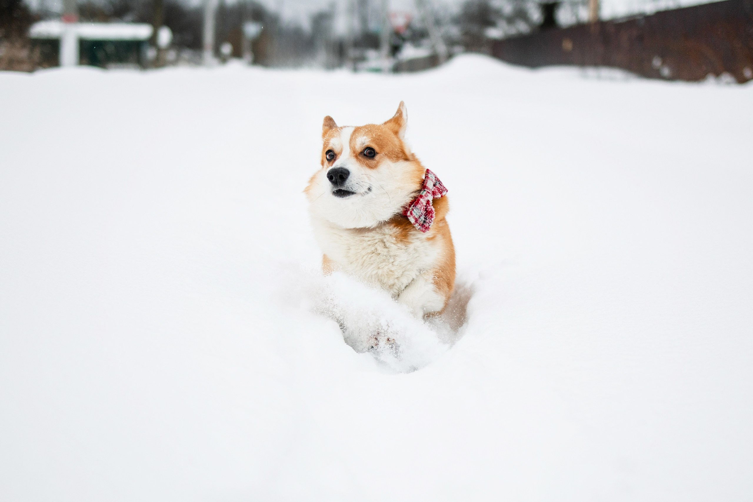 Бернард | Прогулка в снегу. Уютный фотограф в Москве Елена Бенчи