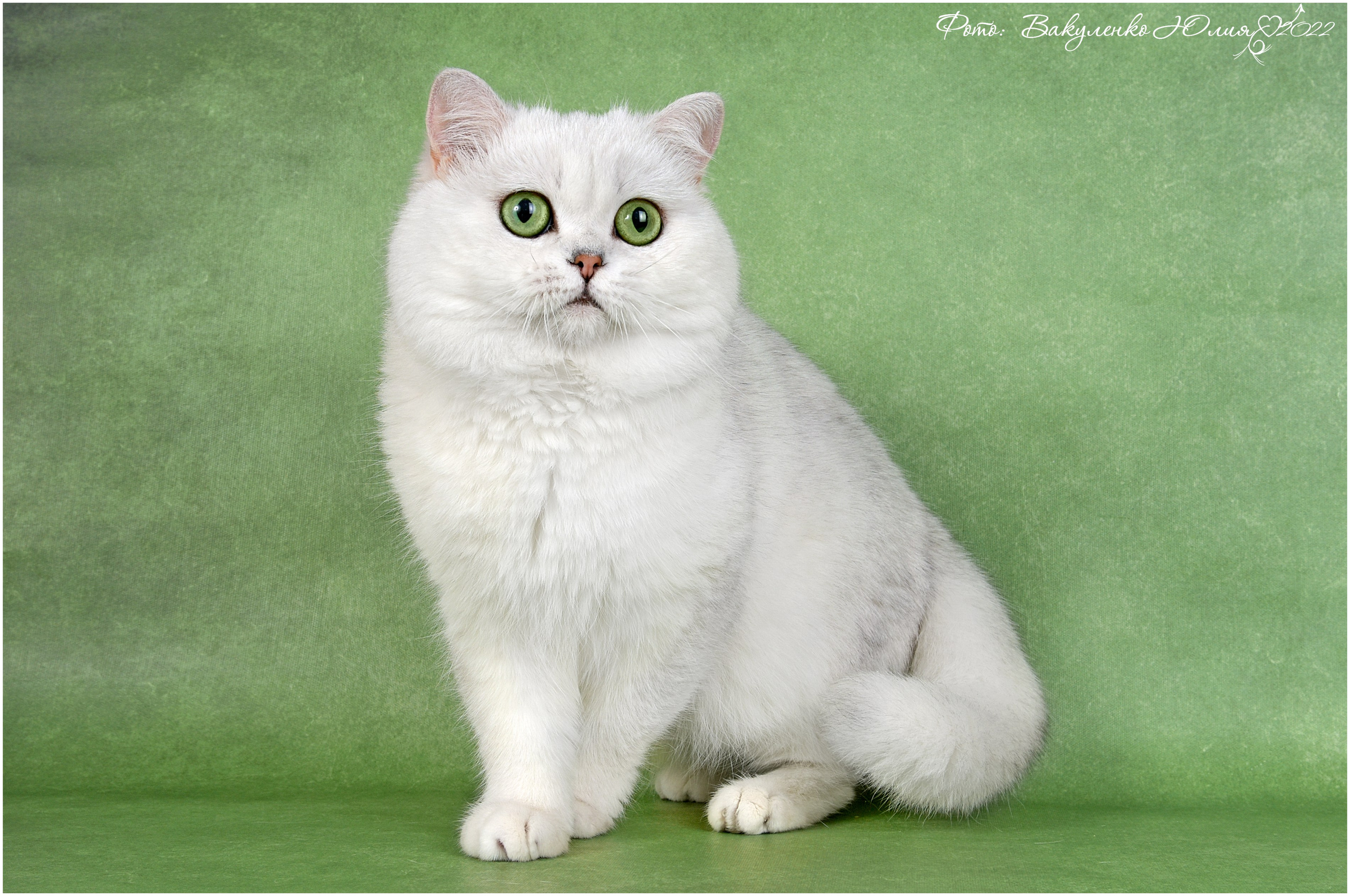 Взрослые. Фотограф анималист | семейный Юлия Вакуленко, г. Краснодар