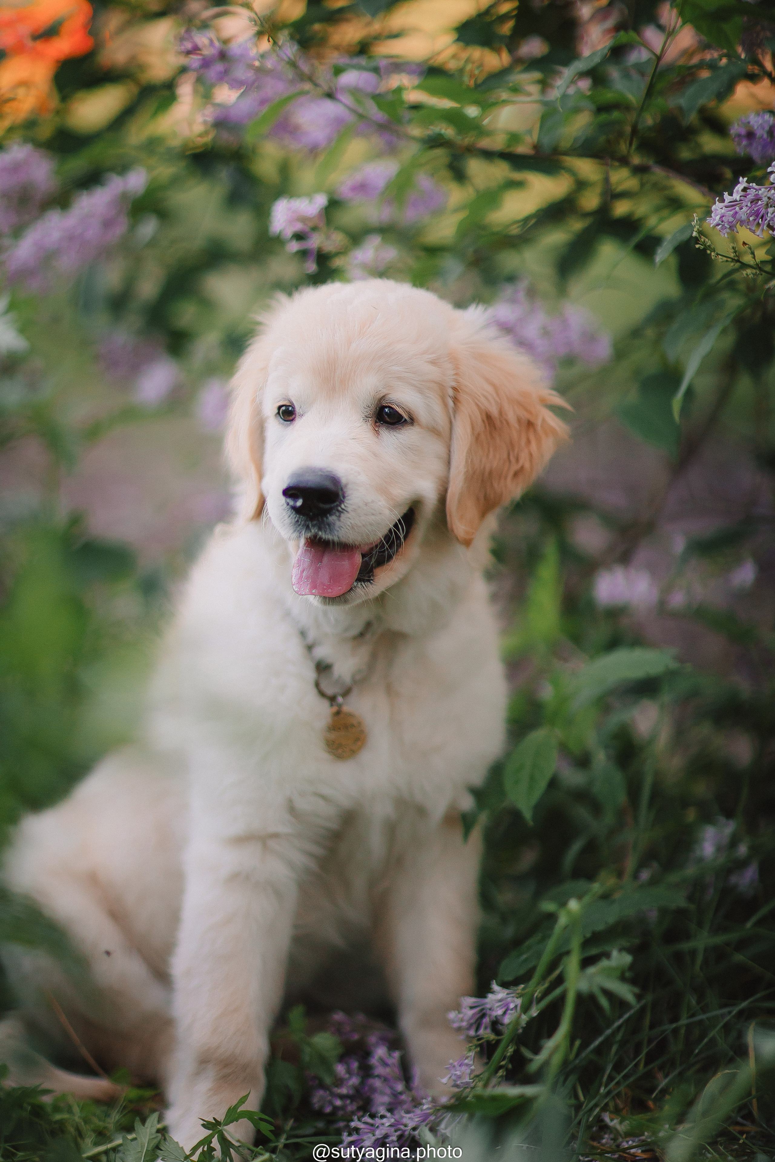 Золотистый ретривер Веста. Свадебный и женский фотограф