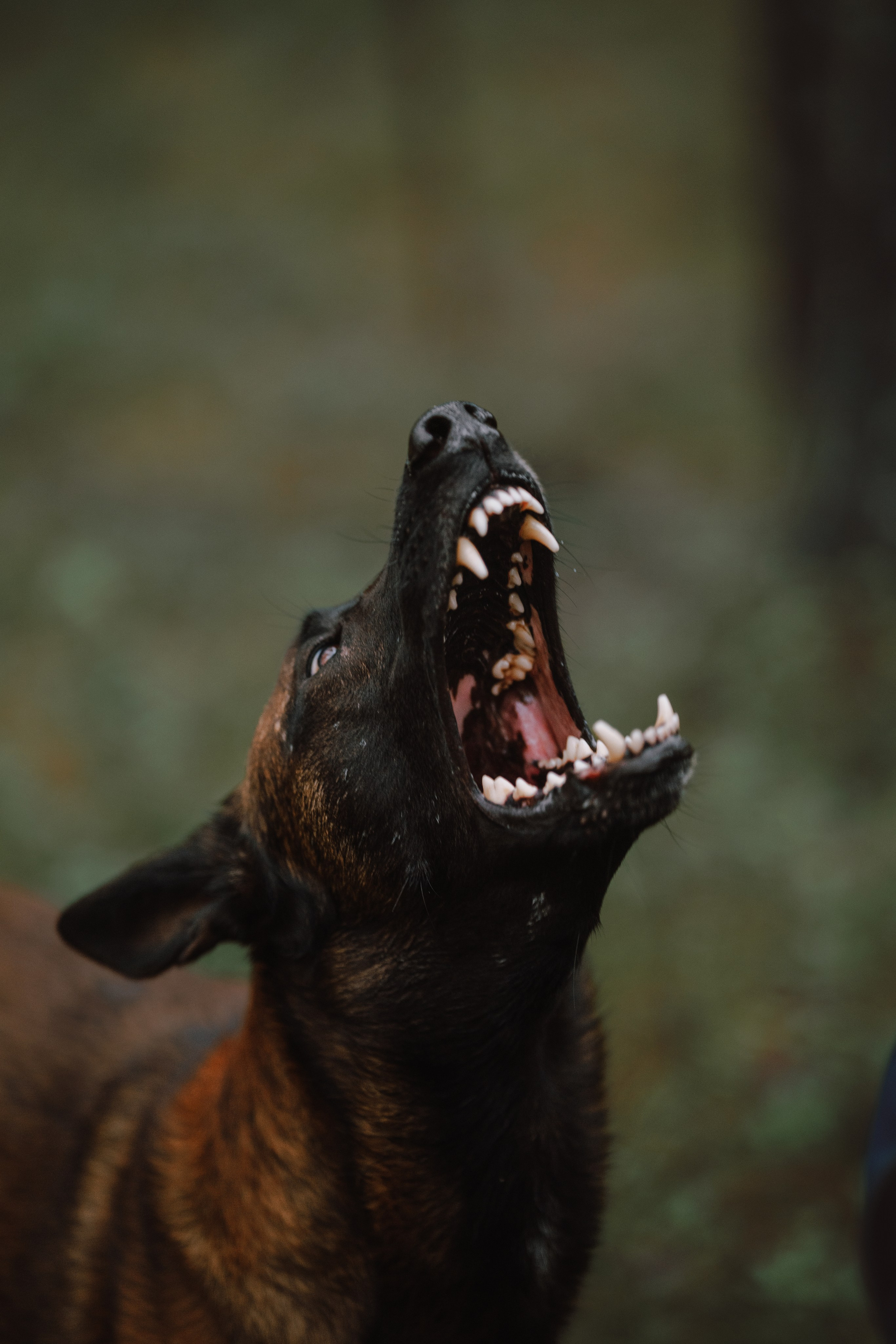 Раш. Фотограф анималист Осипчикова Мария