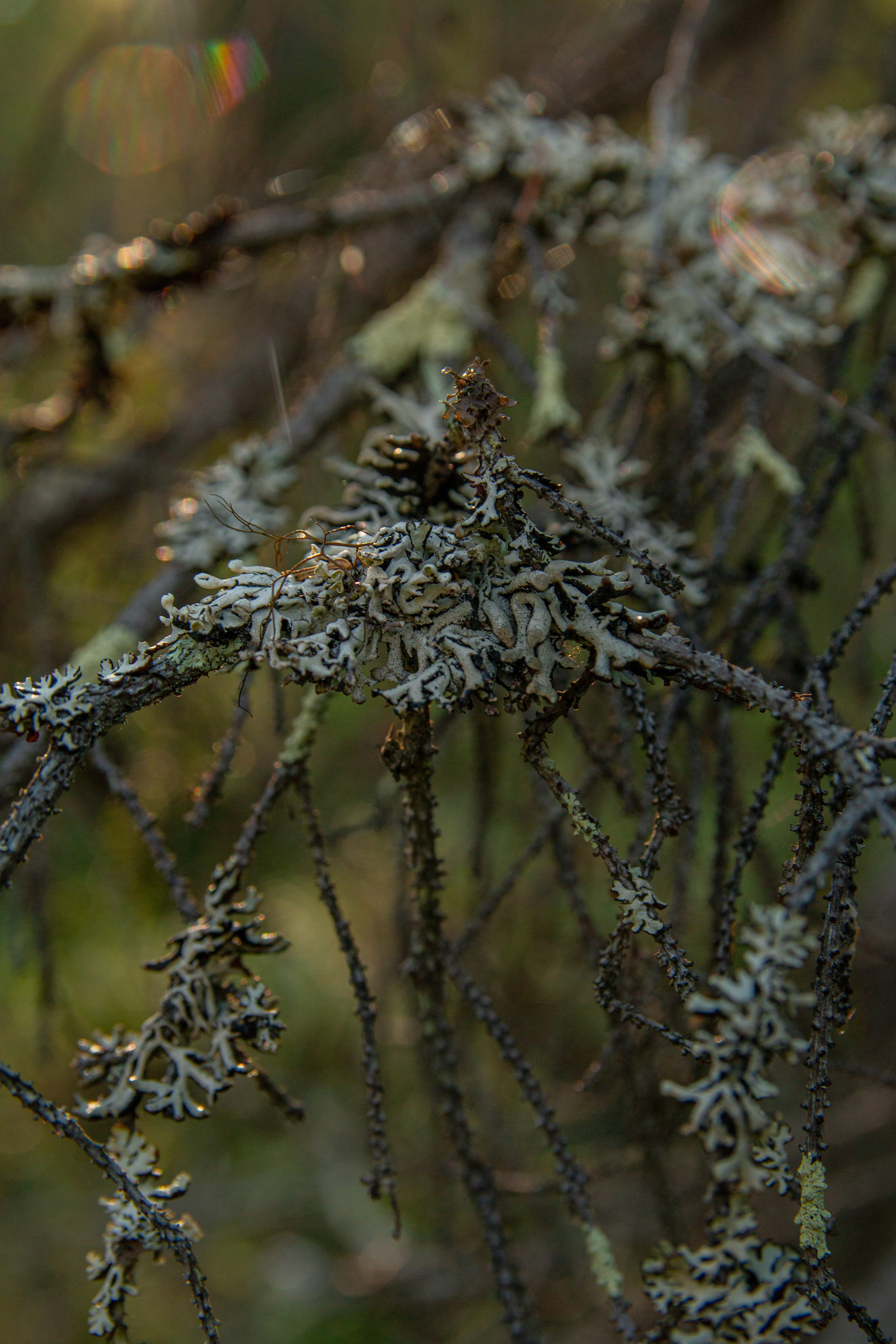 Пища для глаз. Ваш фотограф Северск | Томск
