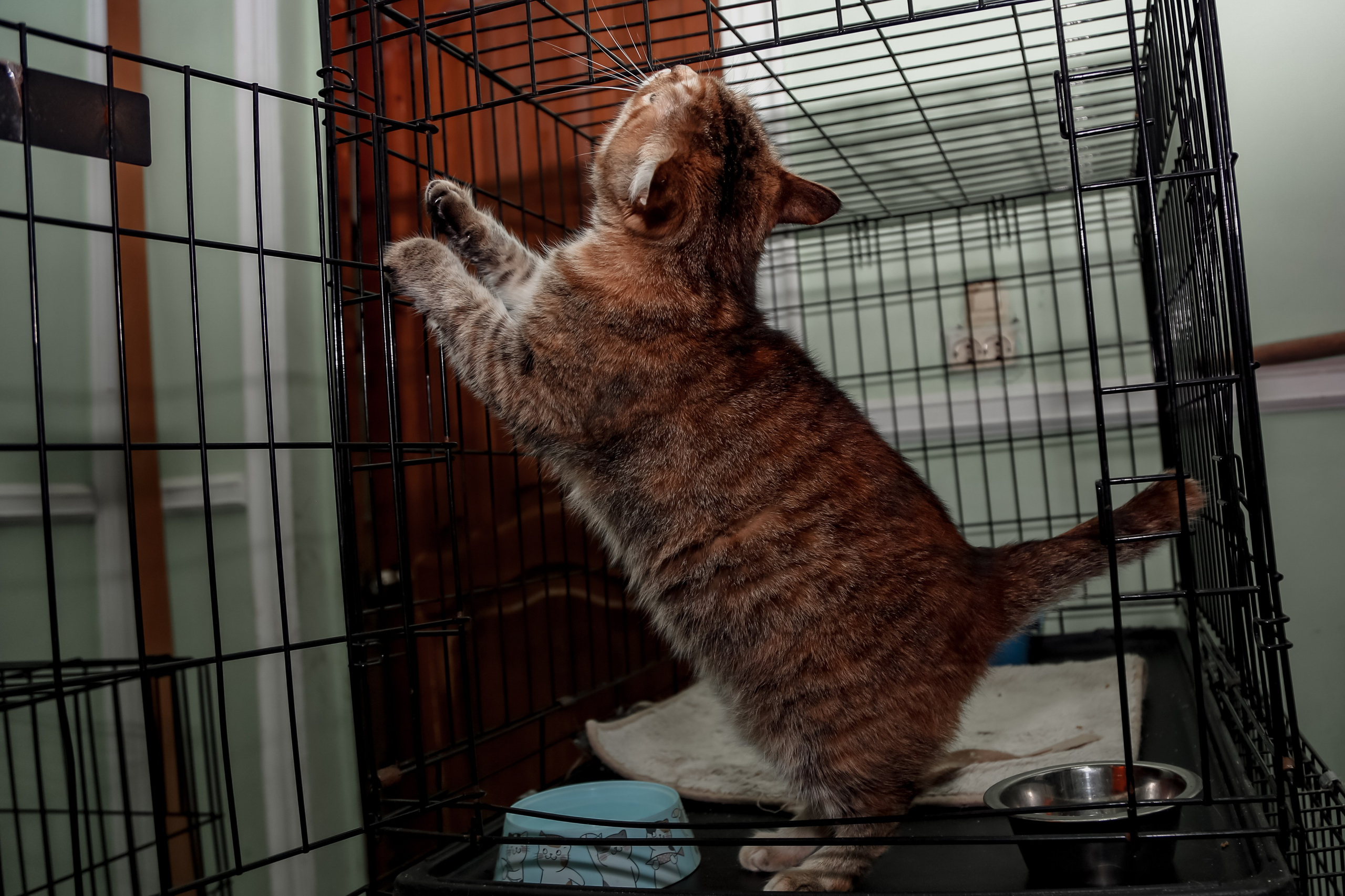 Приют Кошкин Дом Филимоша. Ваш фотограф в Оренбурге Рощупкина Екатерина