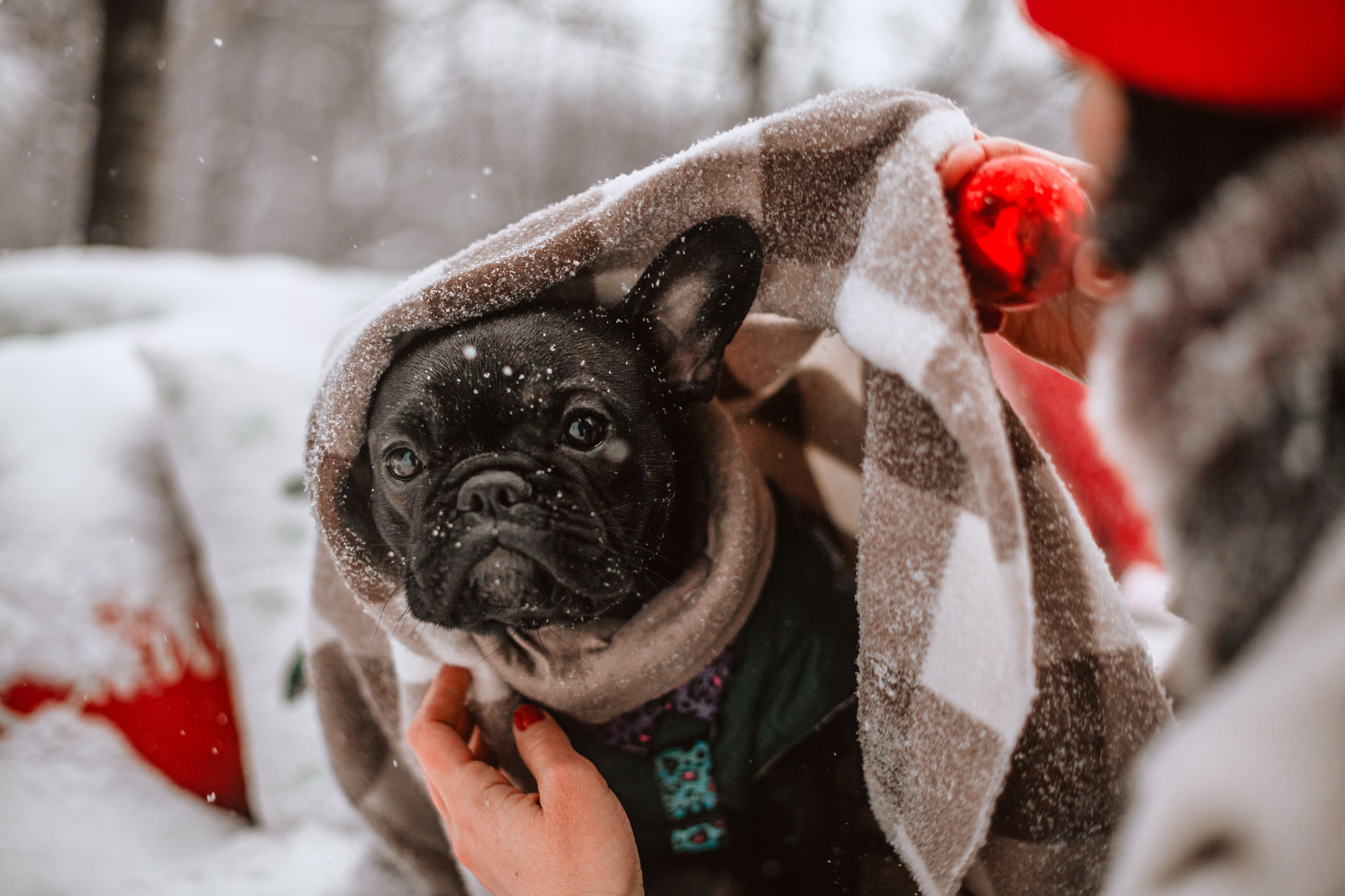 Кантри Хаус. Фотограф-анималист Татьяна Степанова