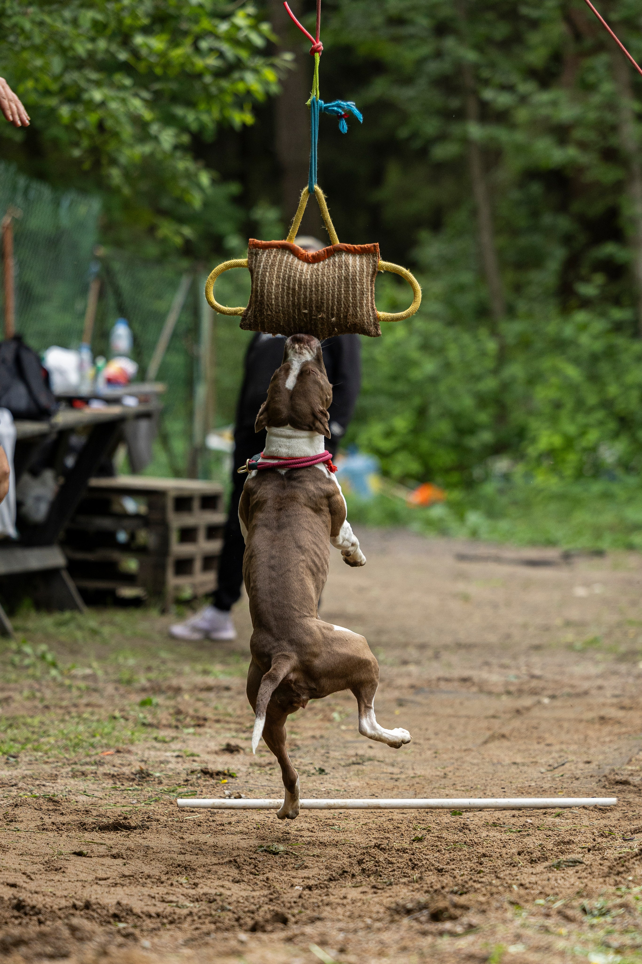 Пит-стафф многоборье. Фотограф-анималист Анна Маринич