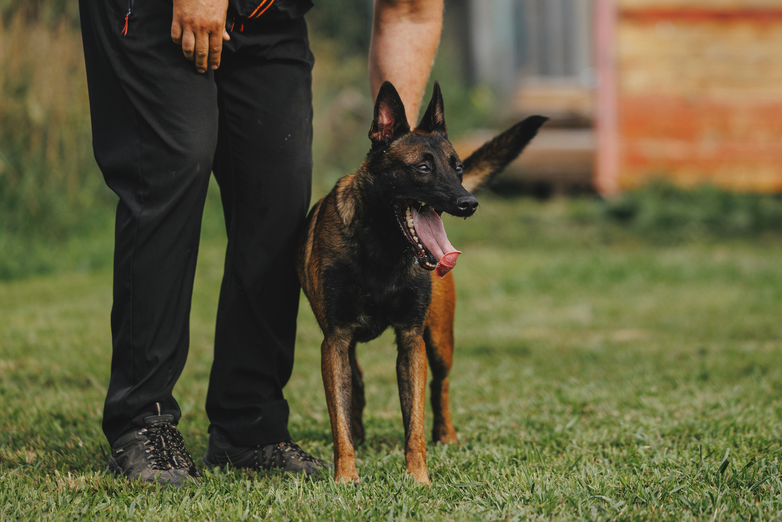 08.08.25-10.08.25 ЧР по мондьорингу г. Вологда. Фотограф-анималист Анна Маринич