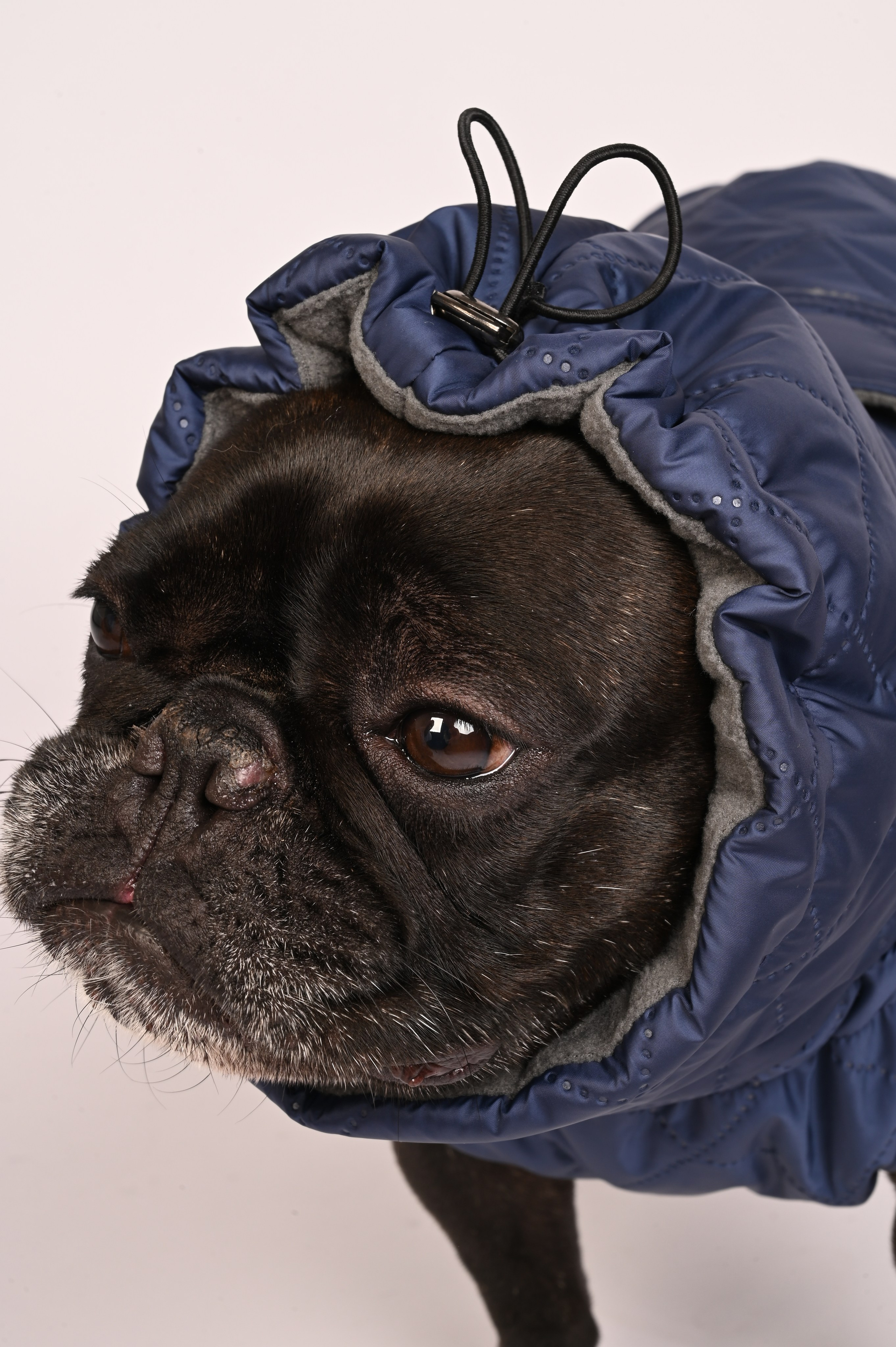 Одежда для собак. Семейный и детский фотограф во Фрязино, Ивантеевке и Щелково Матвеева