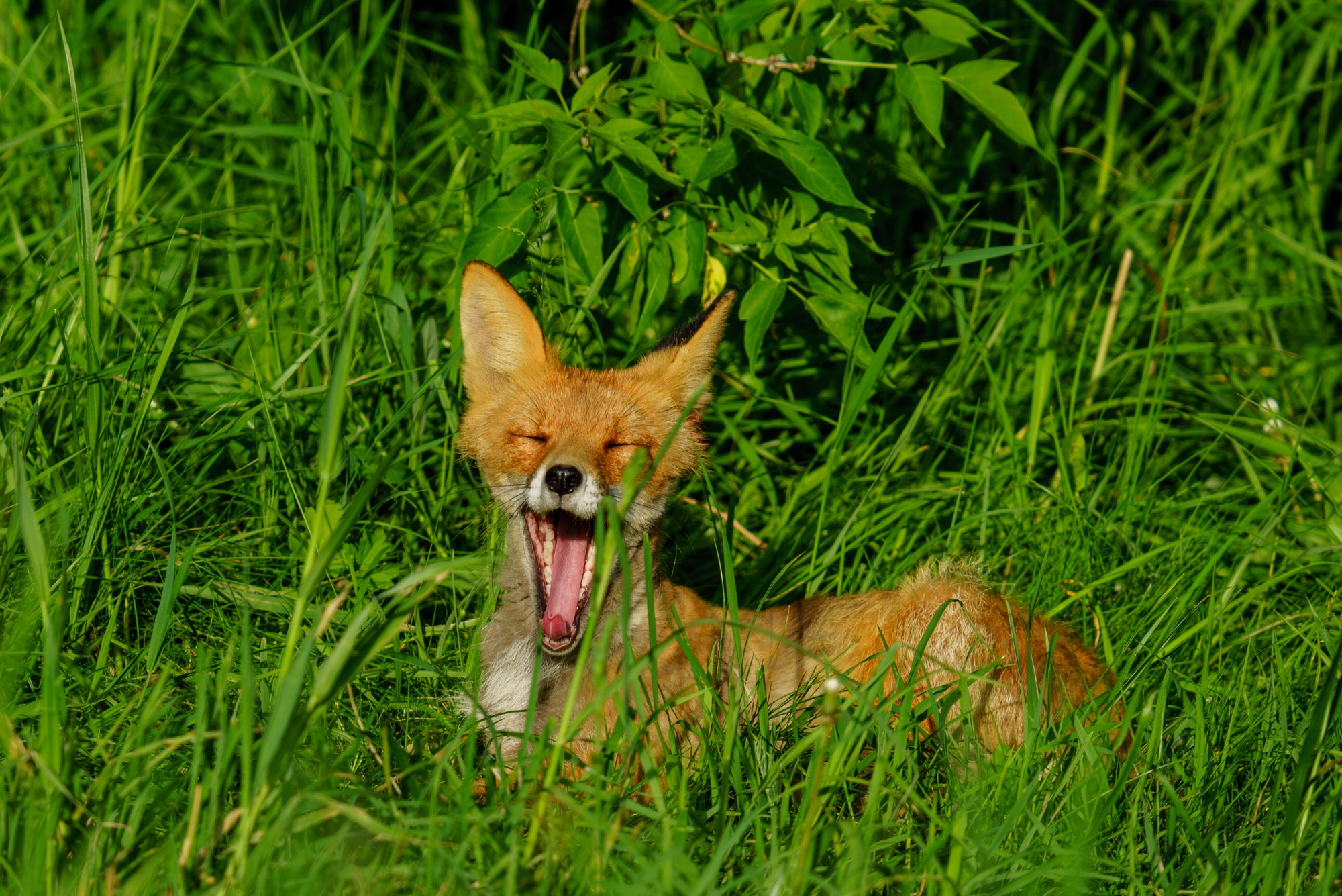 Животные. Ваш личный фотограф Марина Волкова