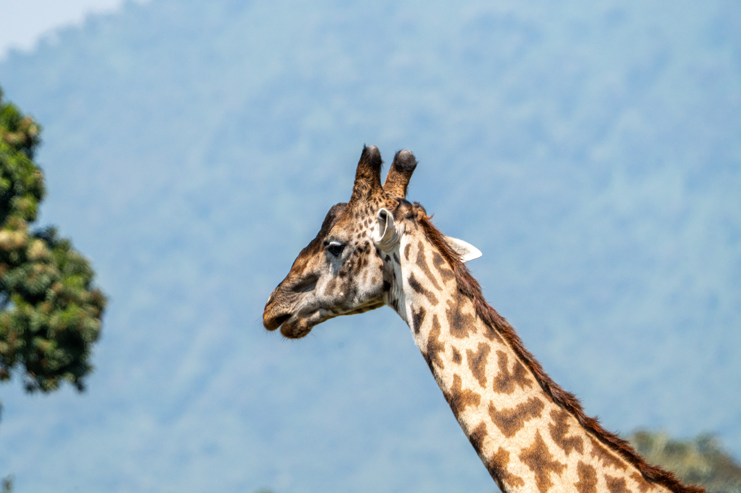 Танзания, сафари, 2025. Творческие сьемки