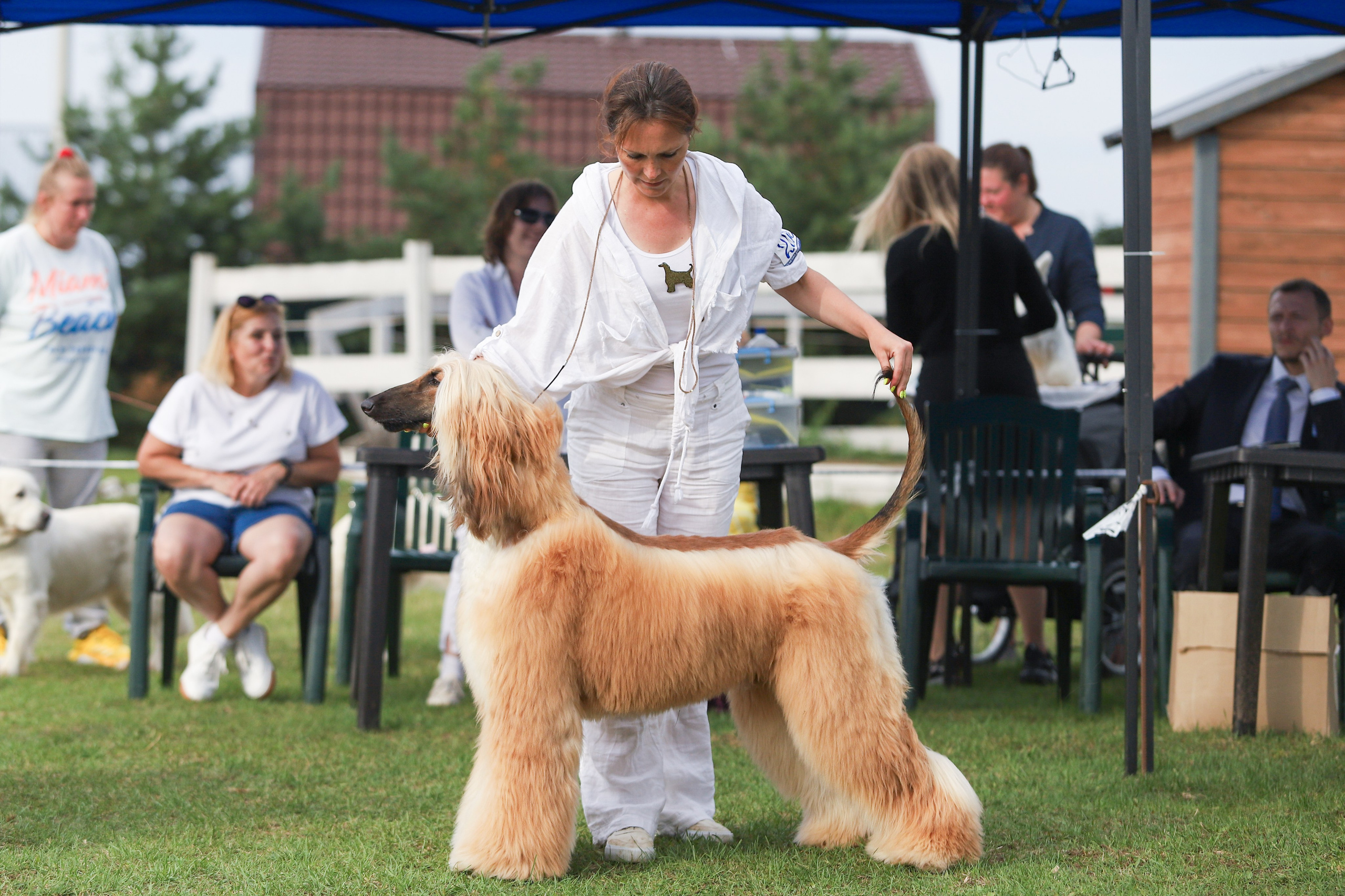 Республиканская выставка собак всех пород. Галерея фотографий афганской борзой