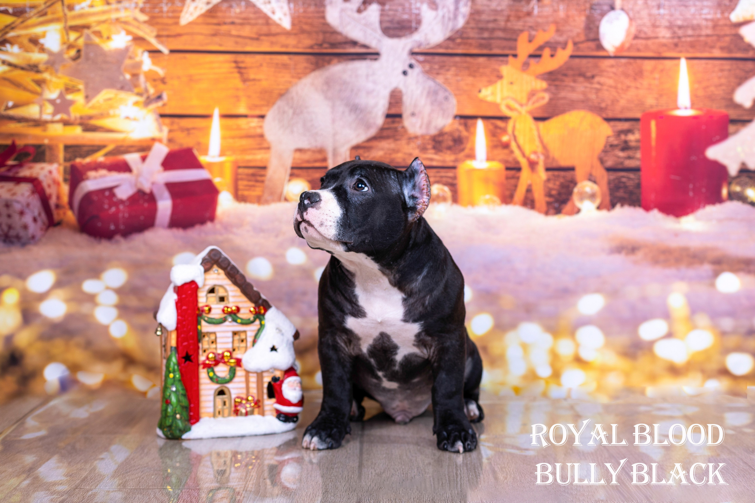 Американский булли!. Фотограф 📸 семейный, предметный, репортажный