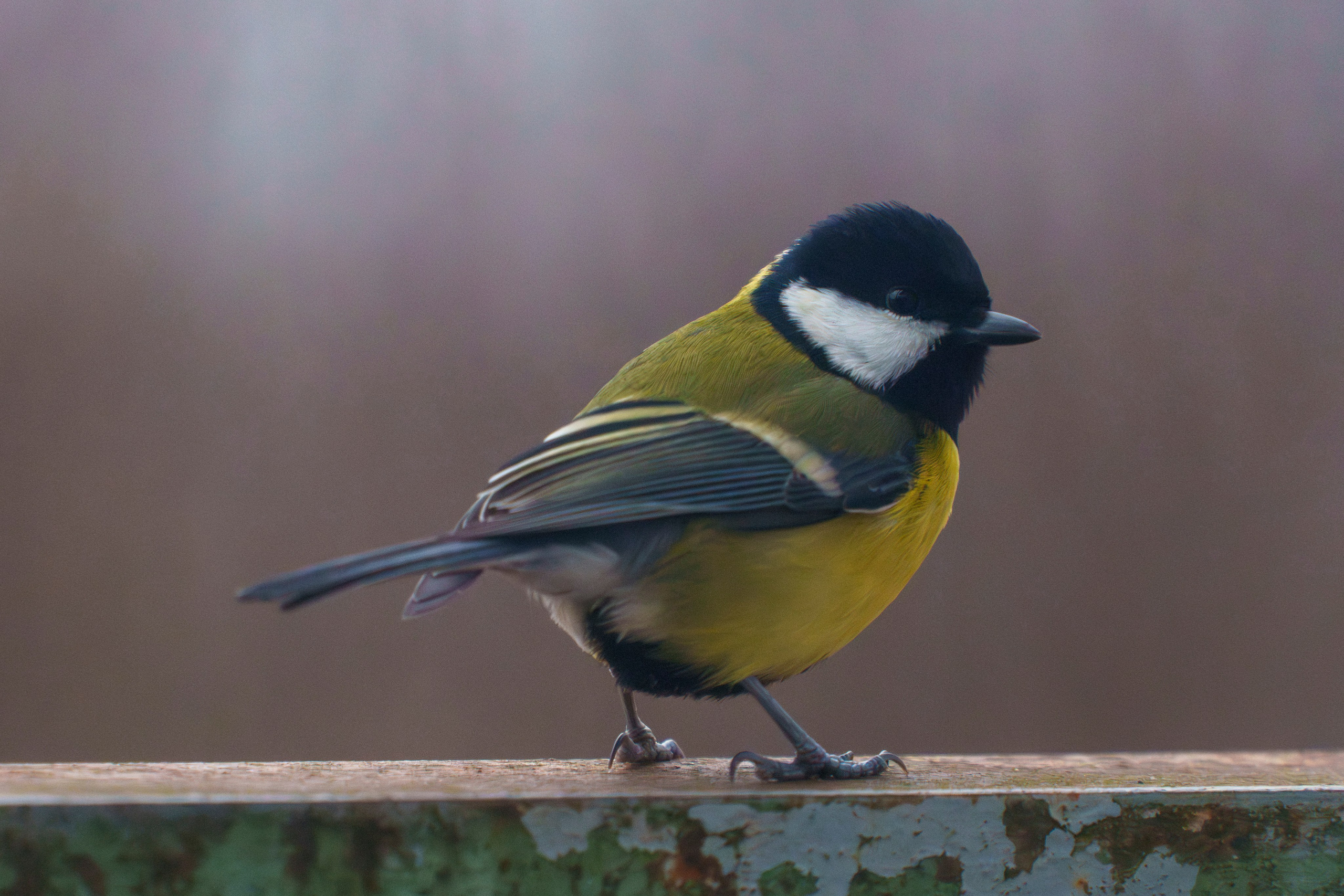 Animals — Животные