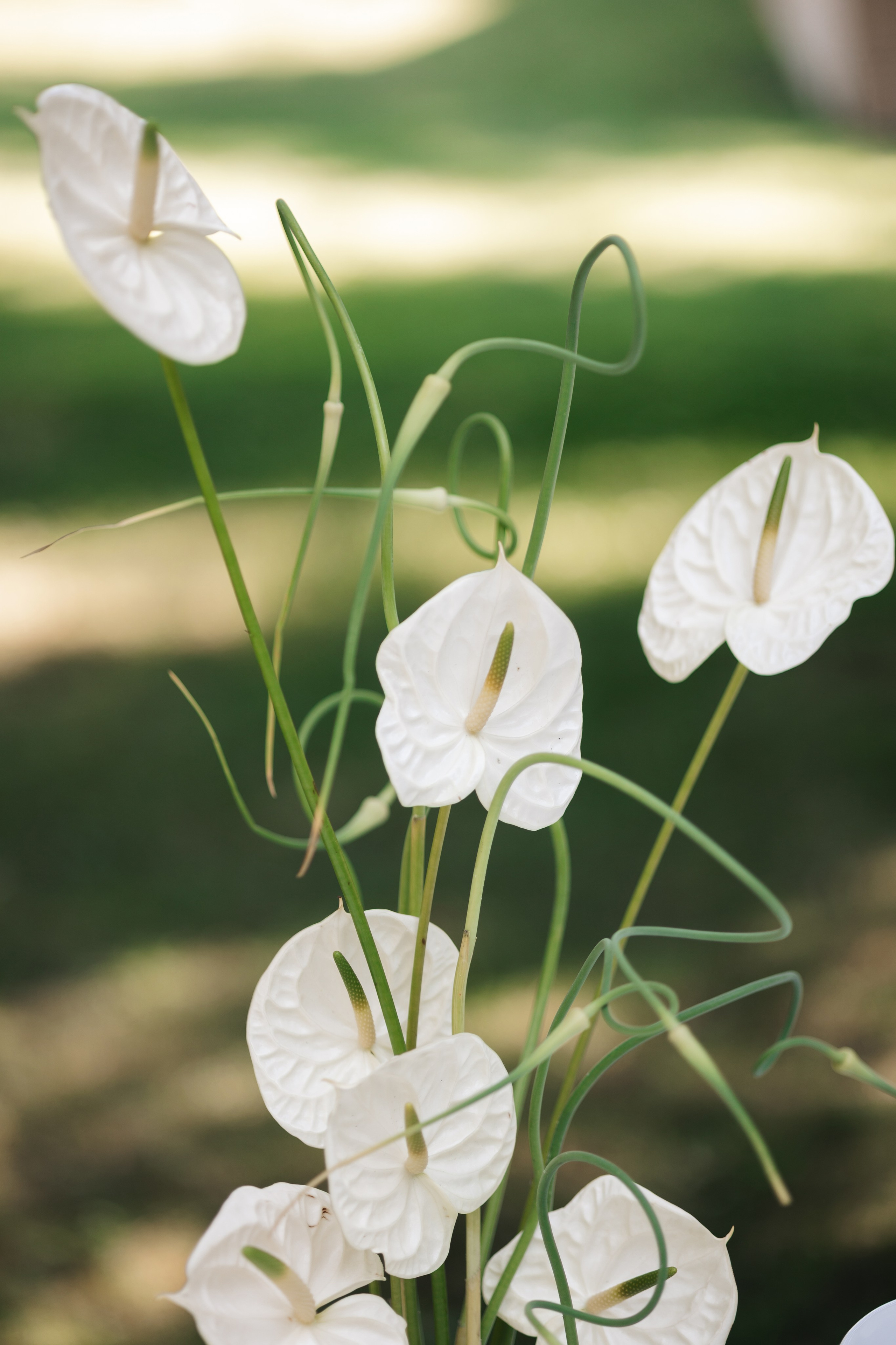 Хупа. Свадебный фотограф Москва Мотеюнайте Виктория