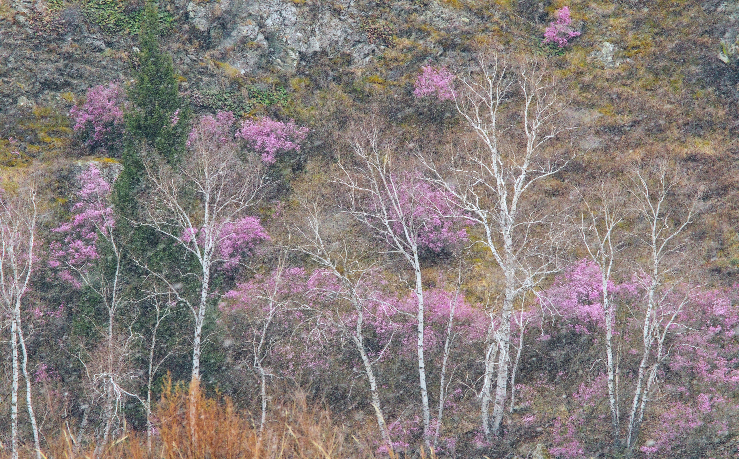 Береза на фоне цветов моральника, Алтай