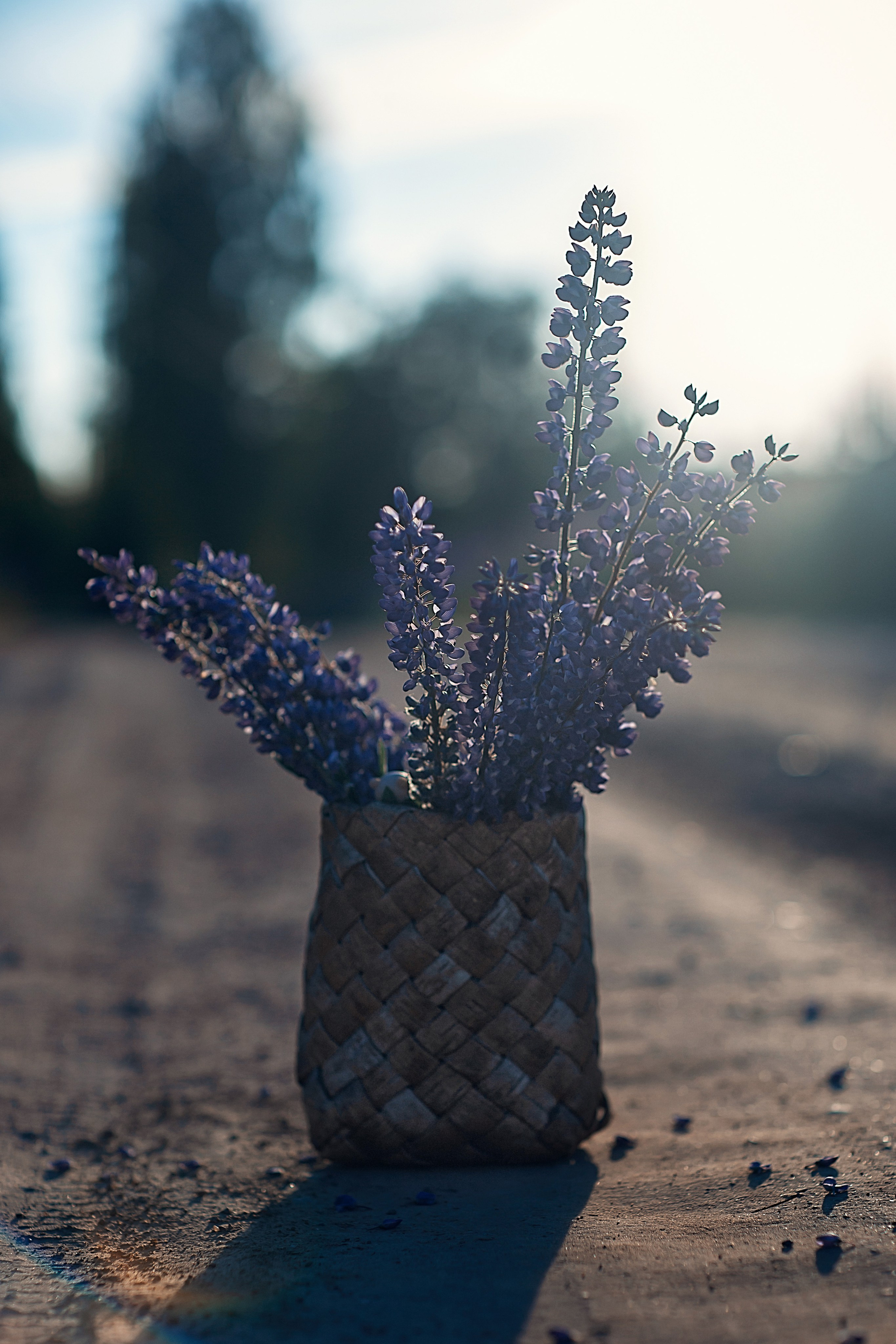 Люпины_Псковская область. Семейный фотограф в Санкт-Петербурге