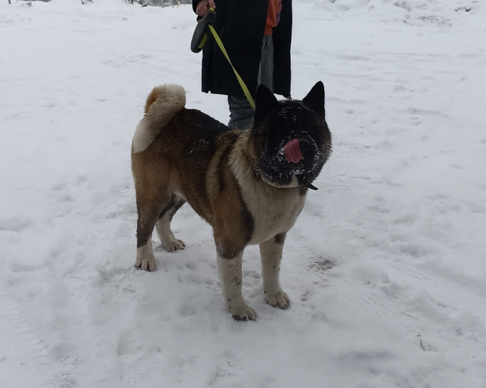 Triumf Sibiri Sting Shape of my Heart * Сэм   Американская Акита кобель питомник RUBYLIGHT Санкт-Петербург