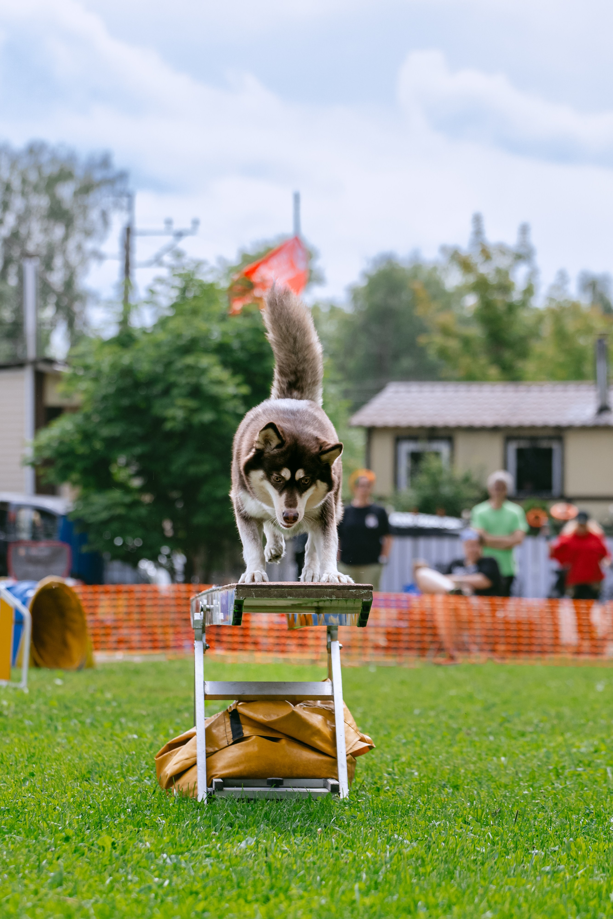 Соревнования по аджилити Долгопрудный 30.06.2025. Фотограф-анималист Татьяна Степанова