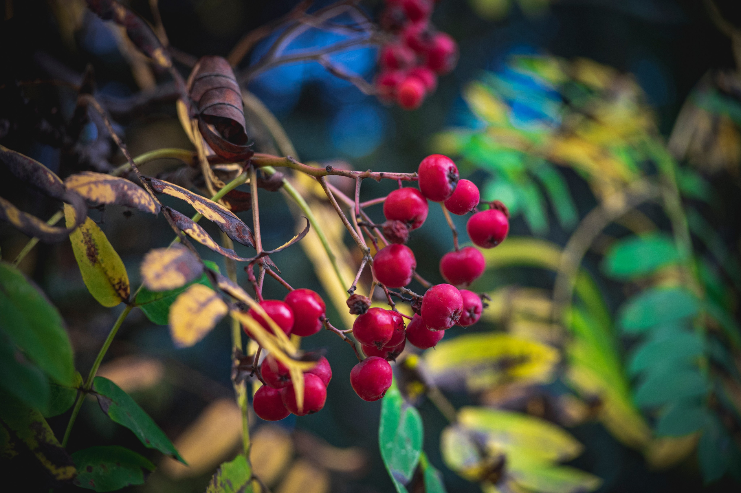 Фотопрогулка ДР. Фотограф Роман Адлер