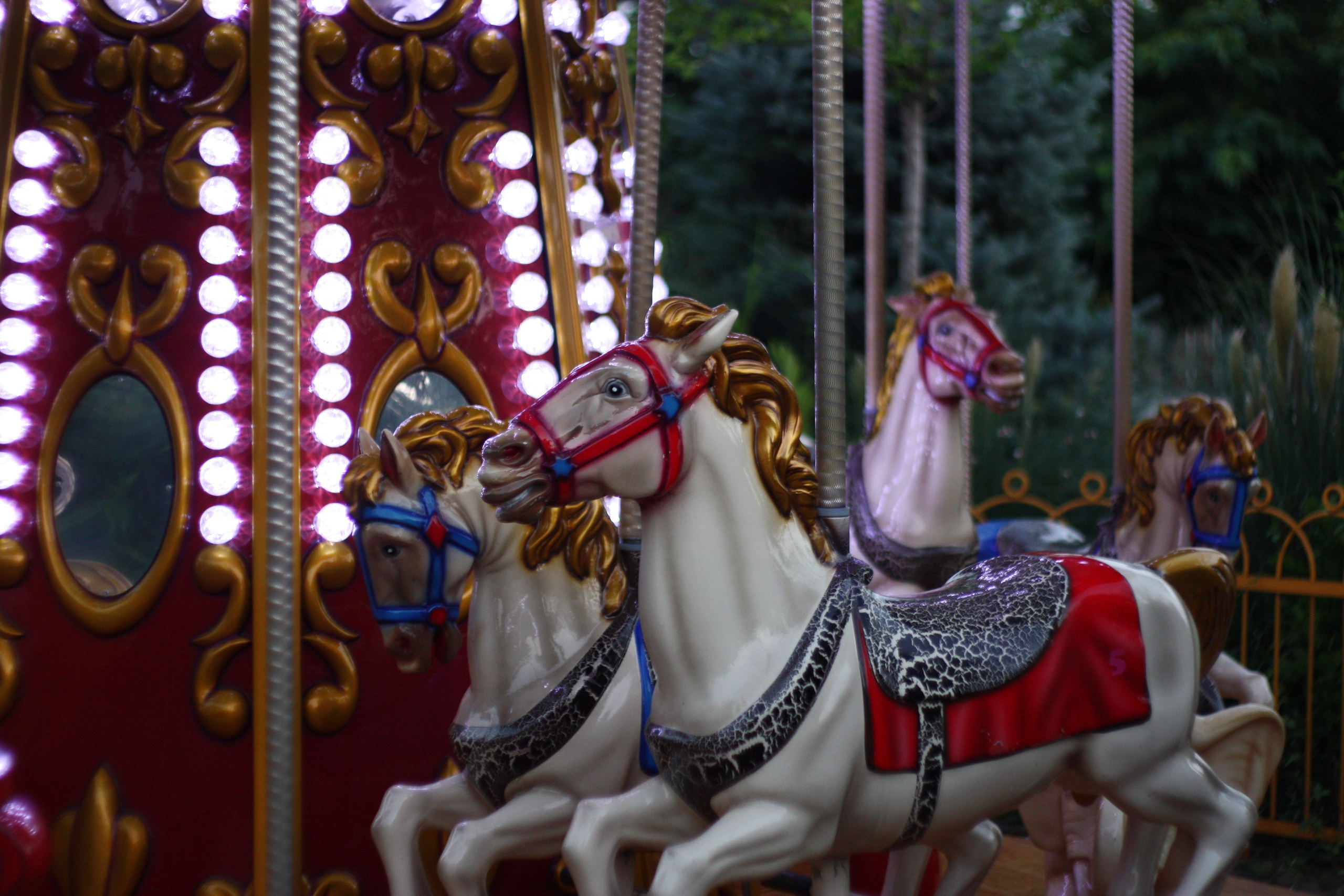 Первые кадры. Сочи — парк. Фотограф Роман Адлер