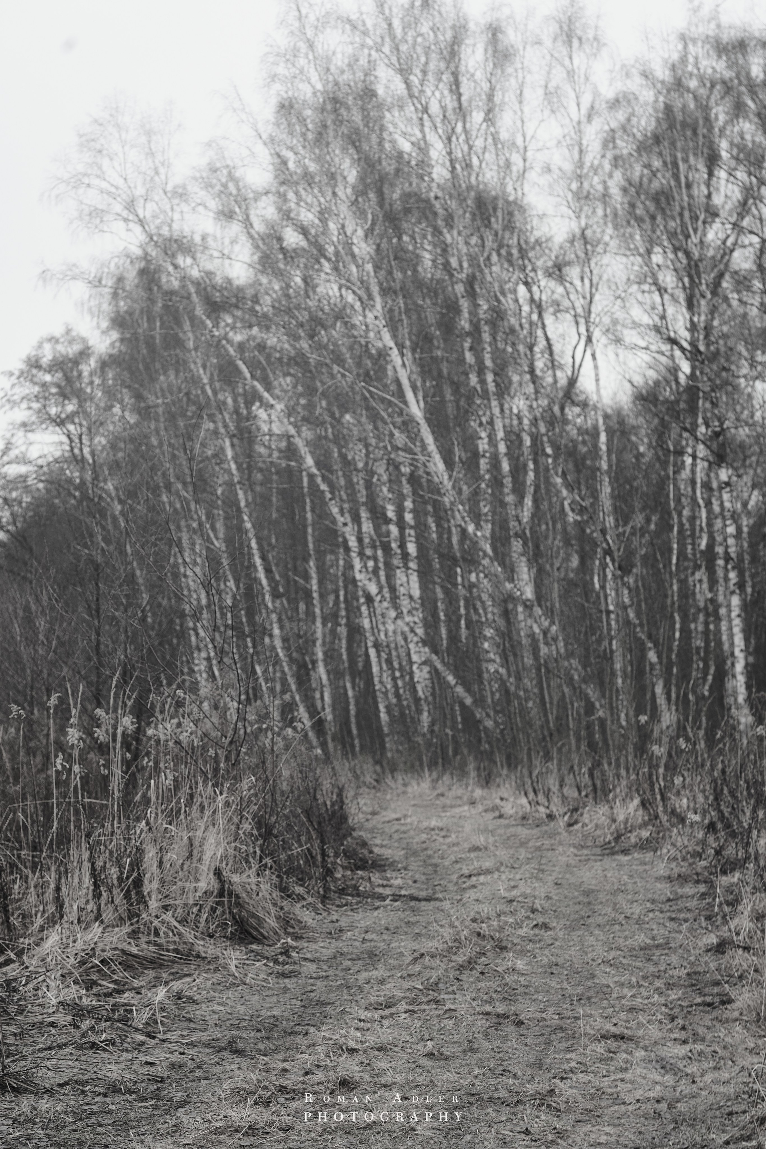 Февральский лес. Фотограф Роман Адлер
