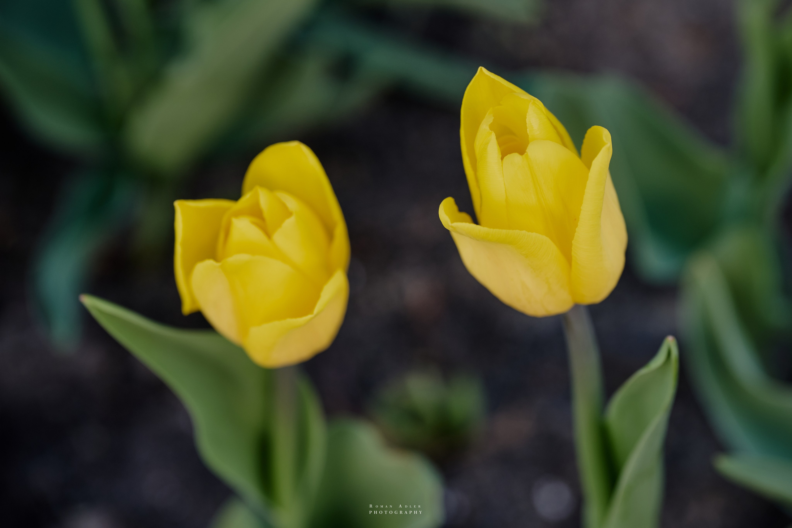 Орел. Апрель 2024. Фотограф Роман Адлер