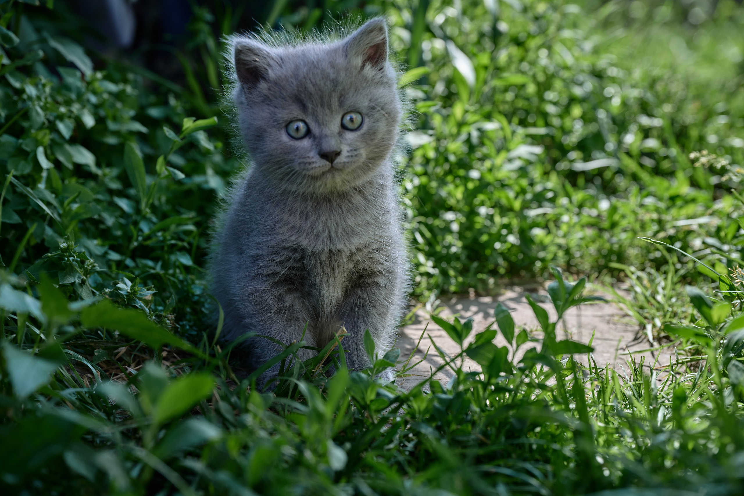 Фотосессия The Кот. Фотограф Роман Адлер