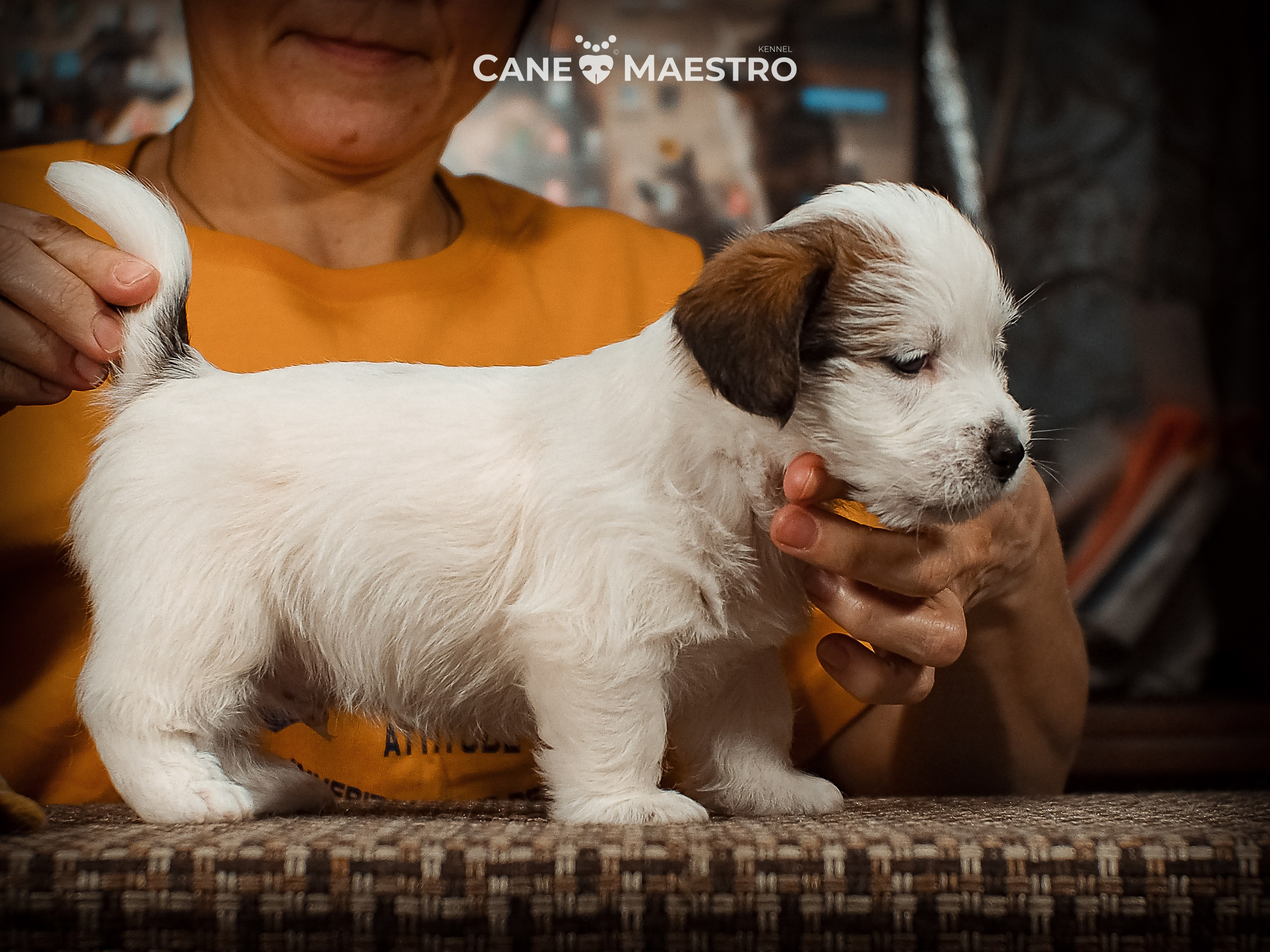 КОБ_Б_МОНОКЛЬ. CANE MAESTRO — kennel Jack Russell Terrier