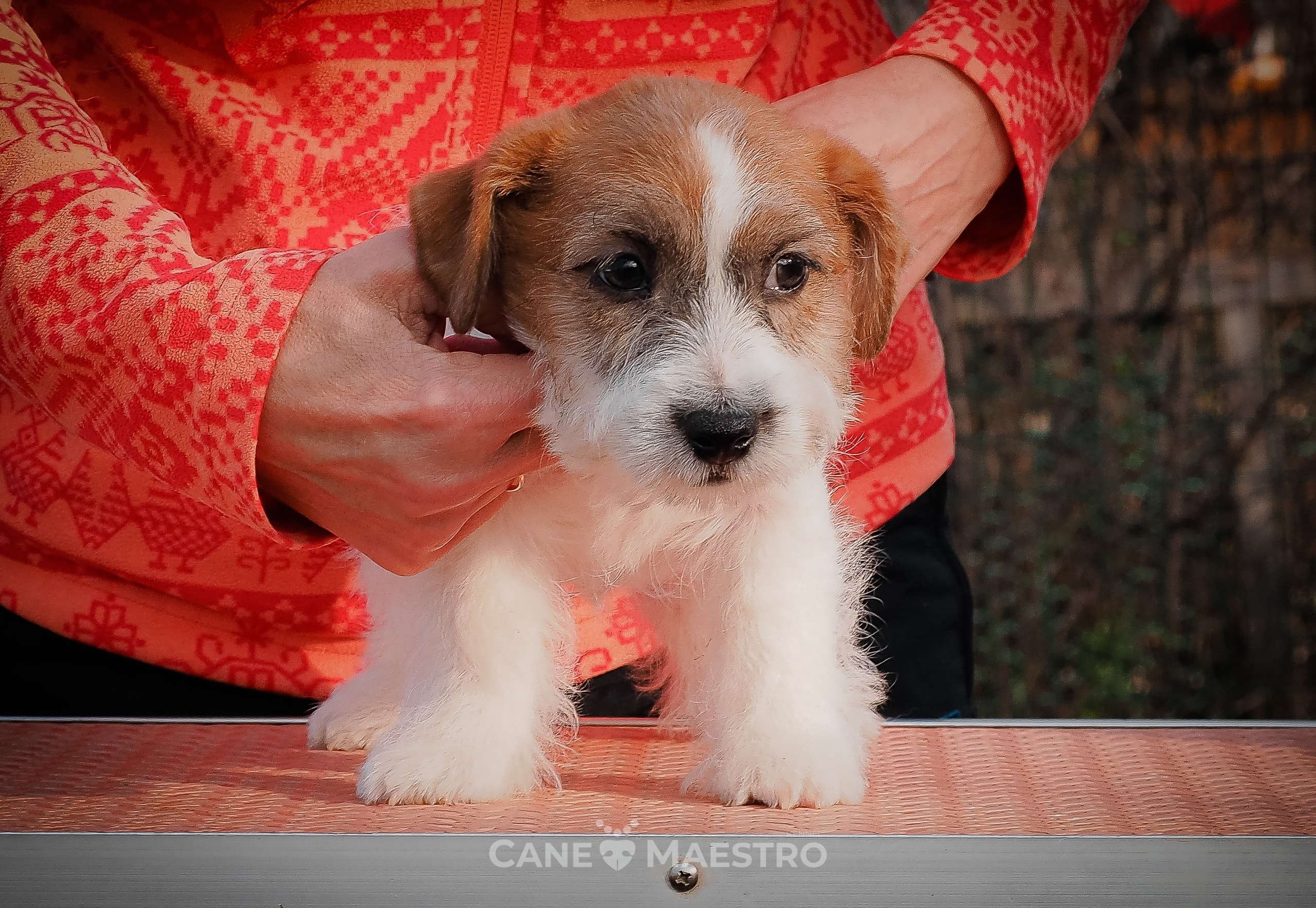 КобельZ1_ДРТ_брыж_27_08_25. КАНЕ МАЭСТРО — питомник Джек рассел терьеров