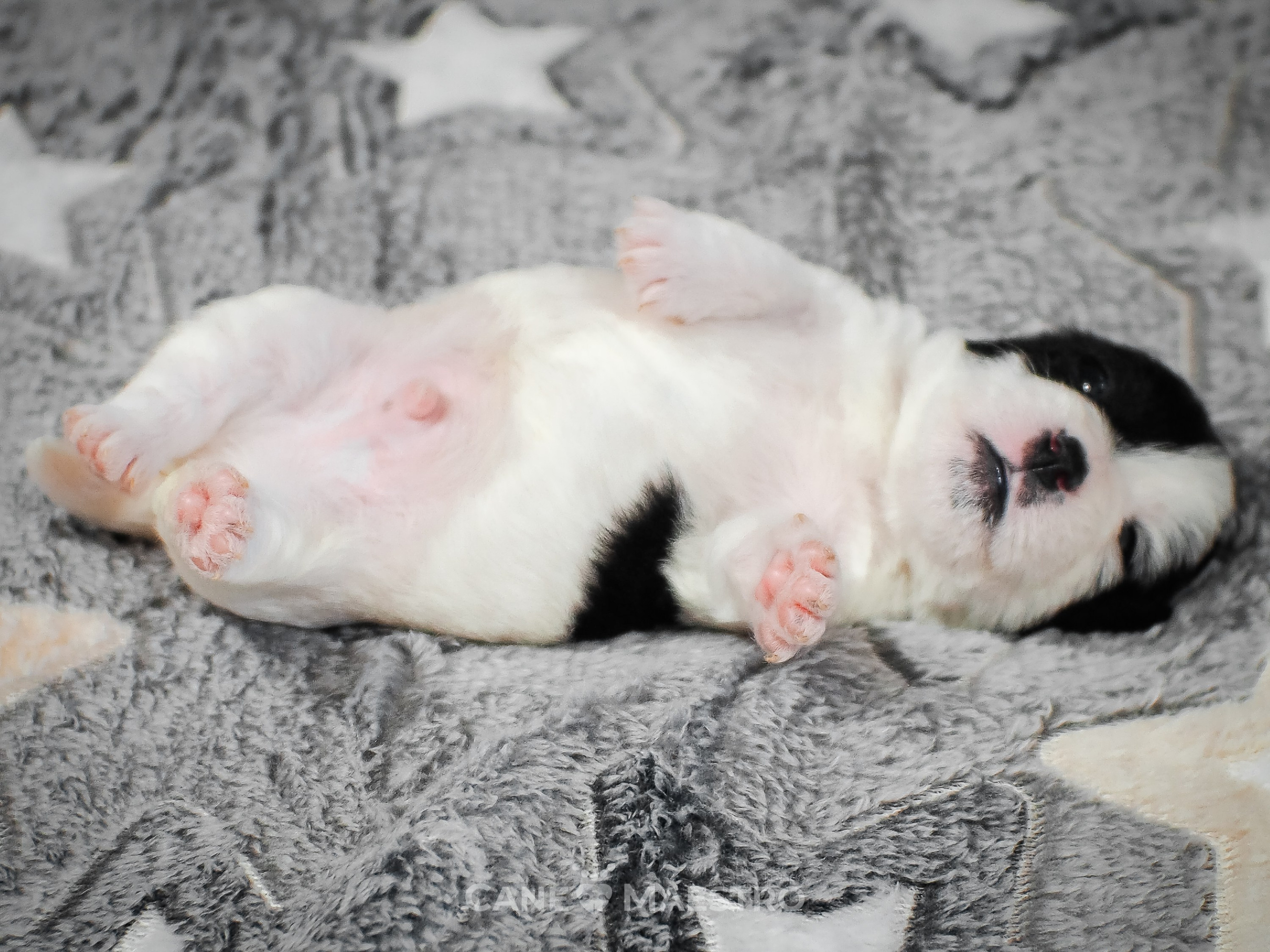 КОБ_Z_2_BLACK_27_08_2025. CANE MAESTRO — kennel Jack Russell Terrier