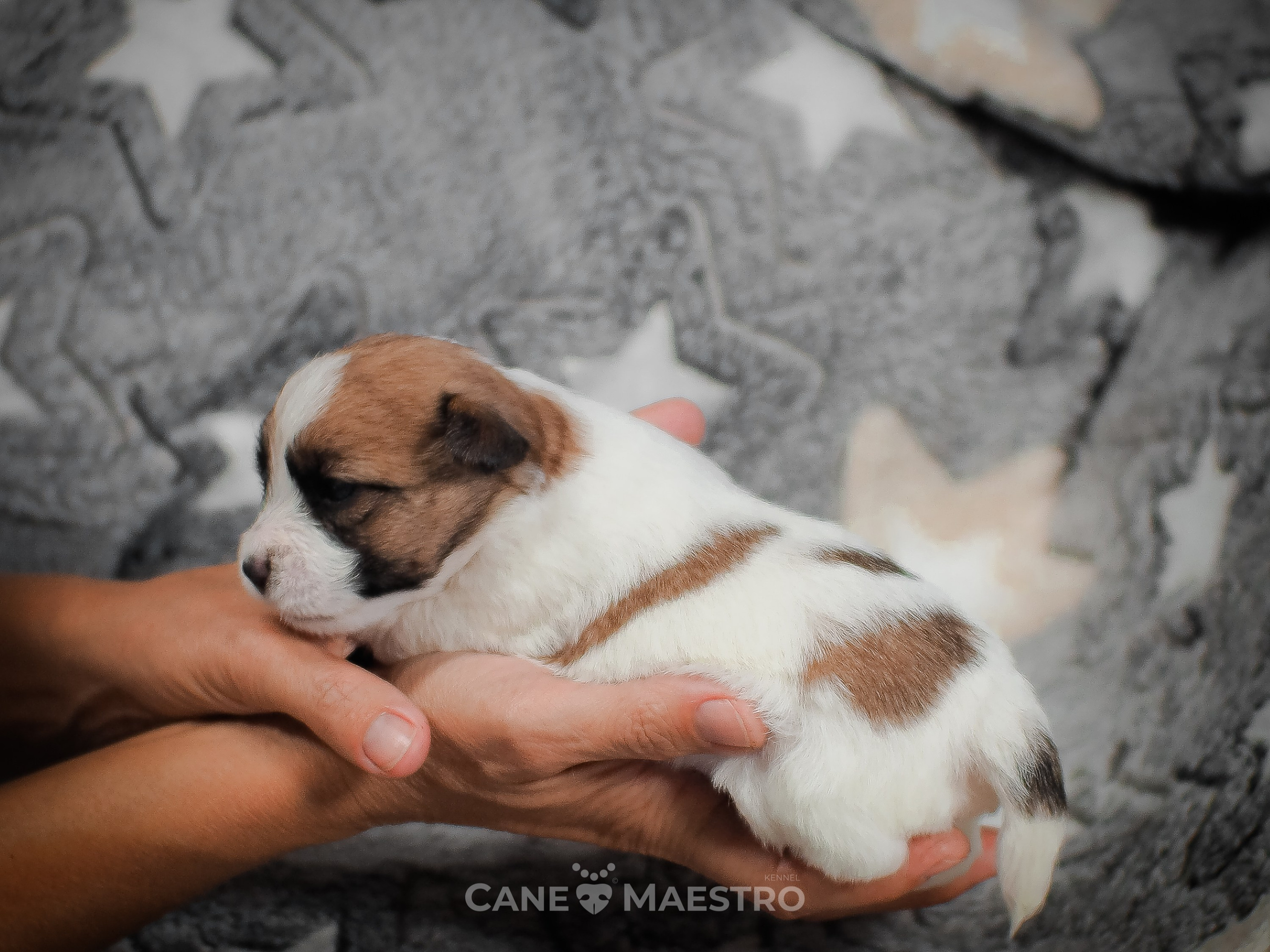 КобельZ1_ДРТ_брыж_27_08_25. CANE MAESTRO — kennel Jack Russell Terrier