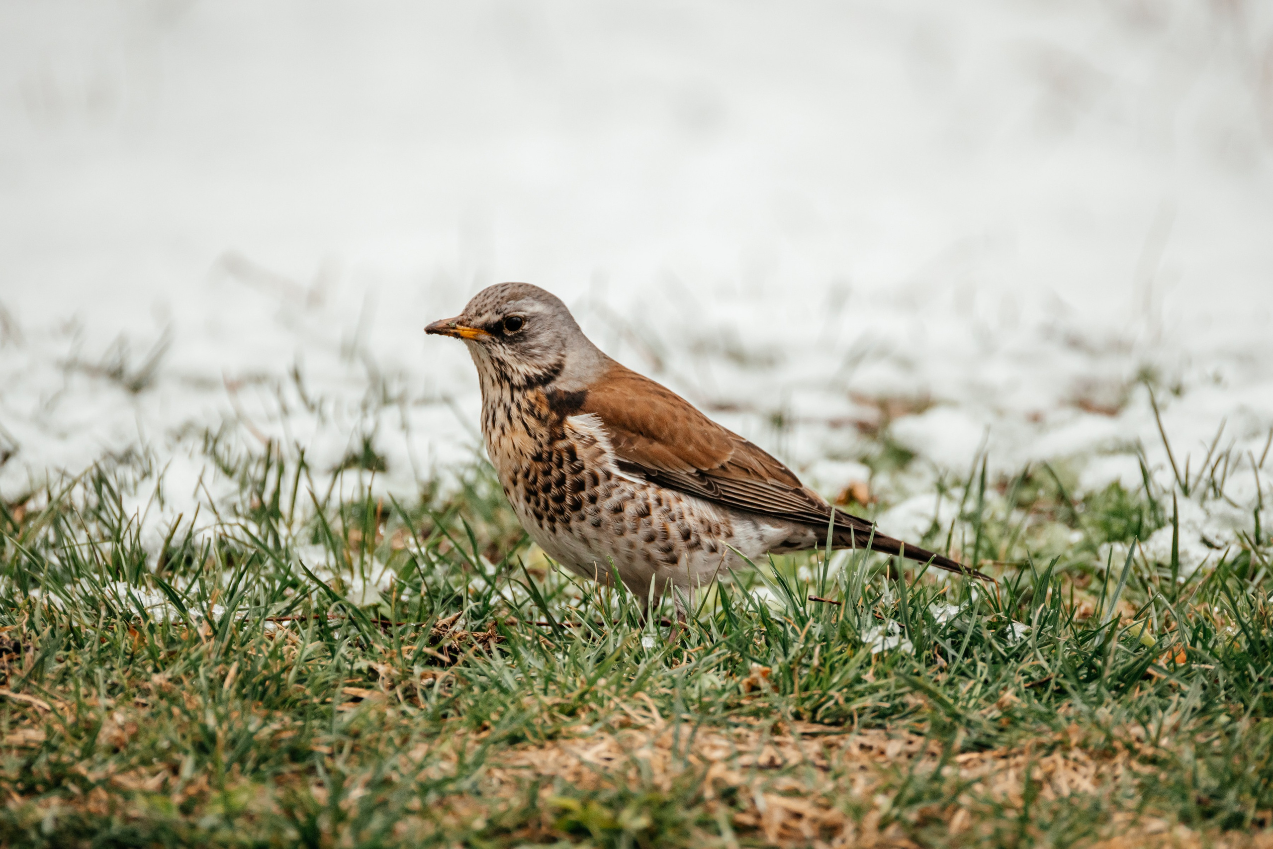 Дрозды. Фотограф в Красноярске Оксана Корчагина