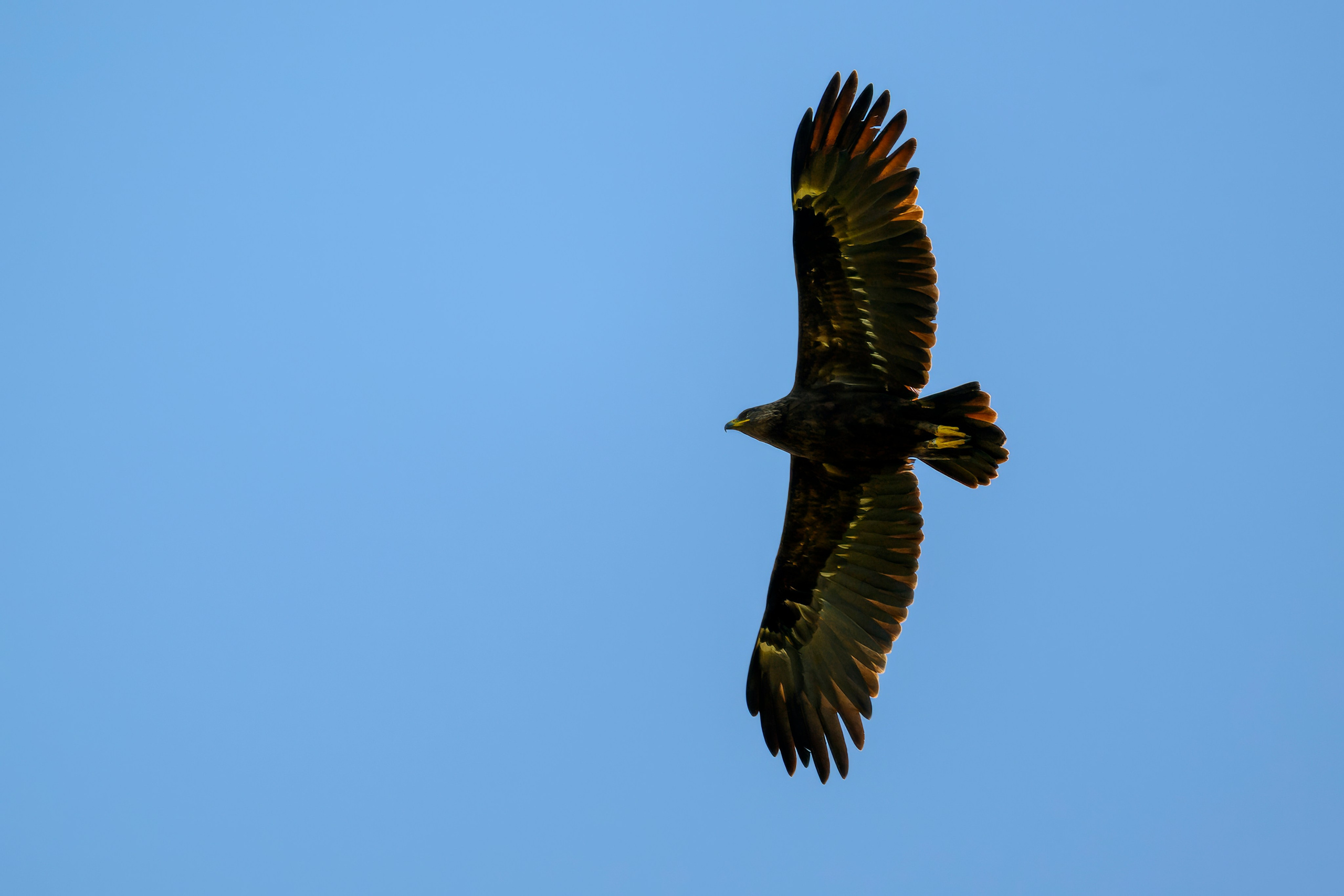 Журавлей спугнули. The cranes were scared away. Фотограф Сергей Пупонин