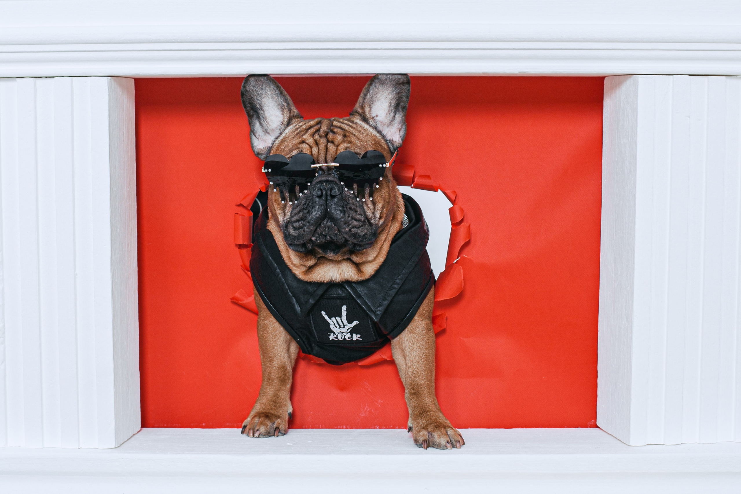 Пижамная вечеринка французских бульдогов и их хозяев. Фотограф-анималист Татьяна Степанова