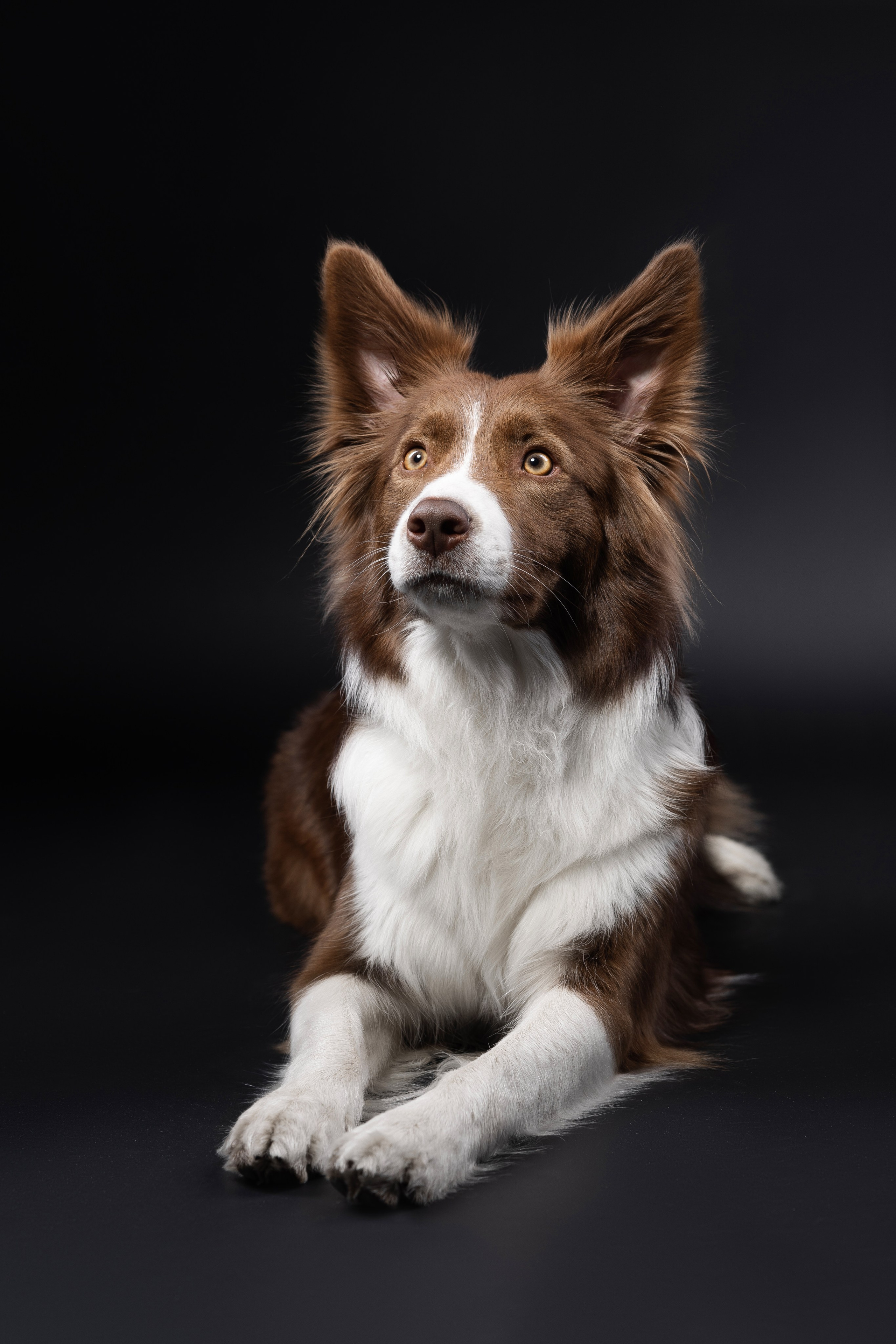 Беатрисс и бордер Вивьен в студии. Фотограф анималист в Москве Майорова Евгения